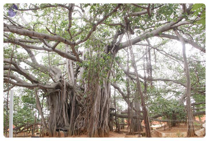 Nithyananda_Swami-11-6-13-6_CMP_WM