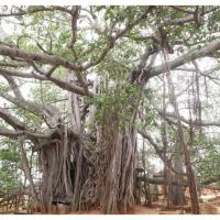 Nithyananda_Swami-11-6-13-6_CMP_WM