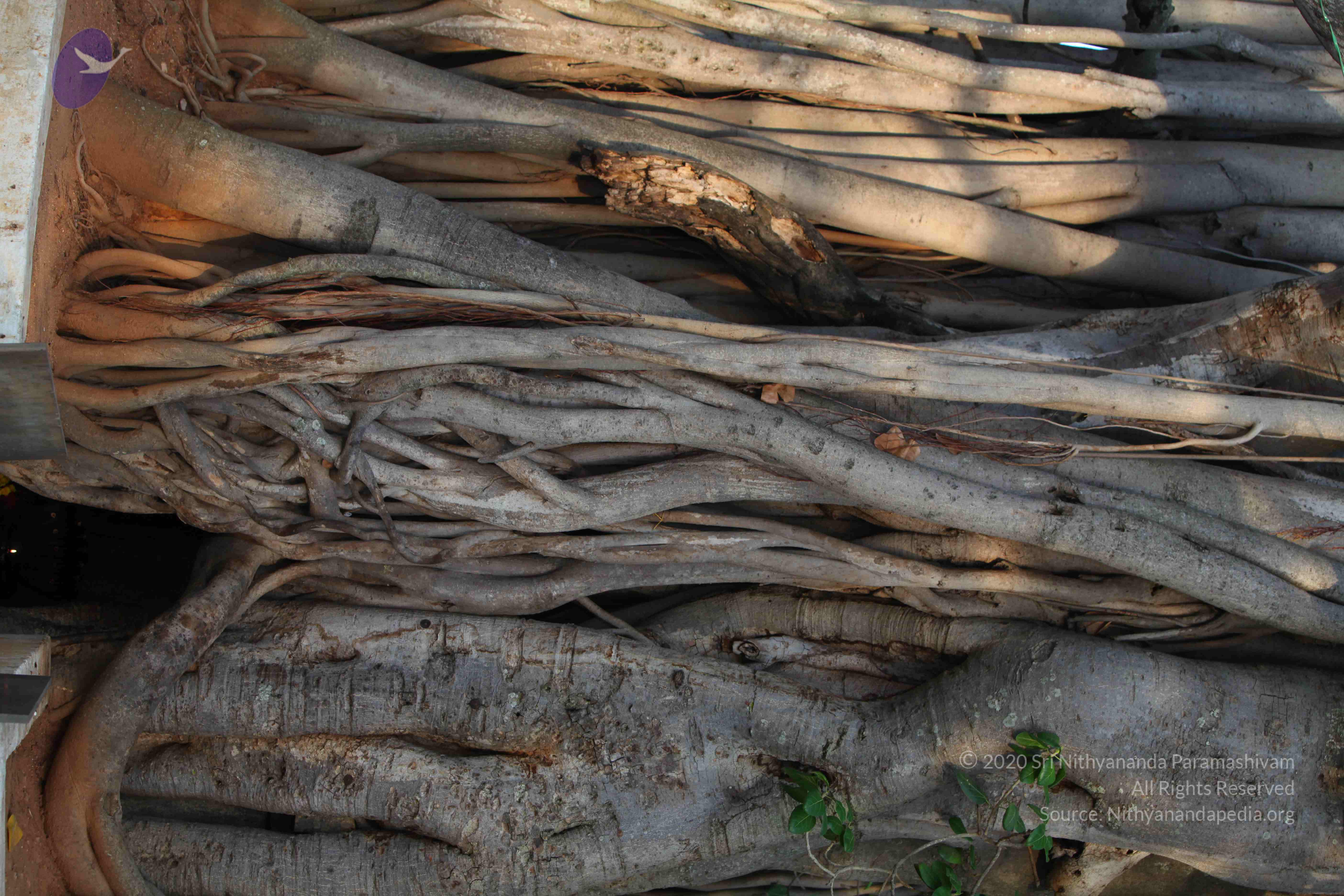 20130525_Photo_1015_IMG_9771_CMP_WM