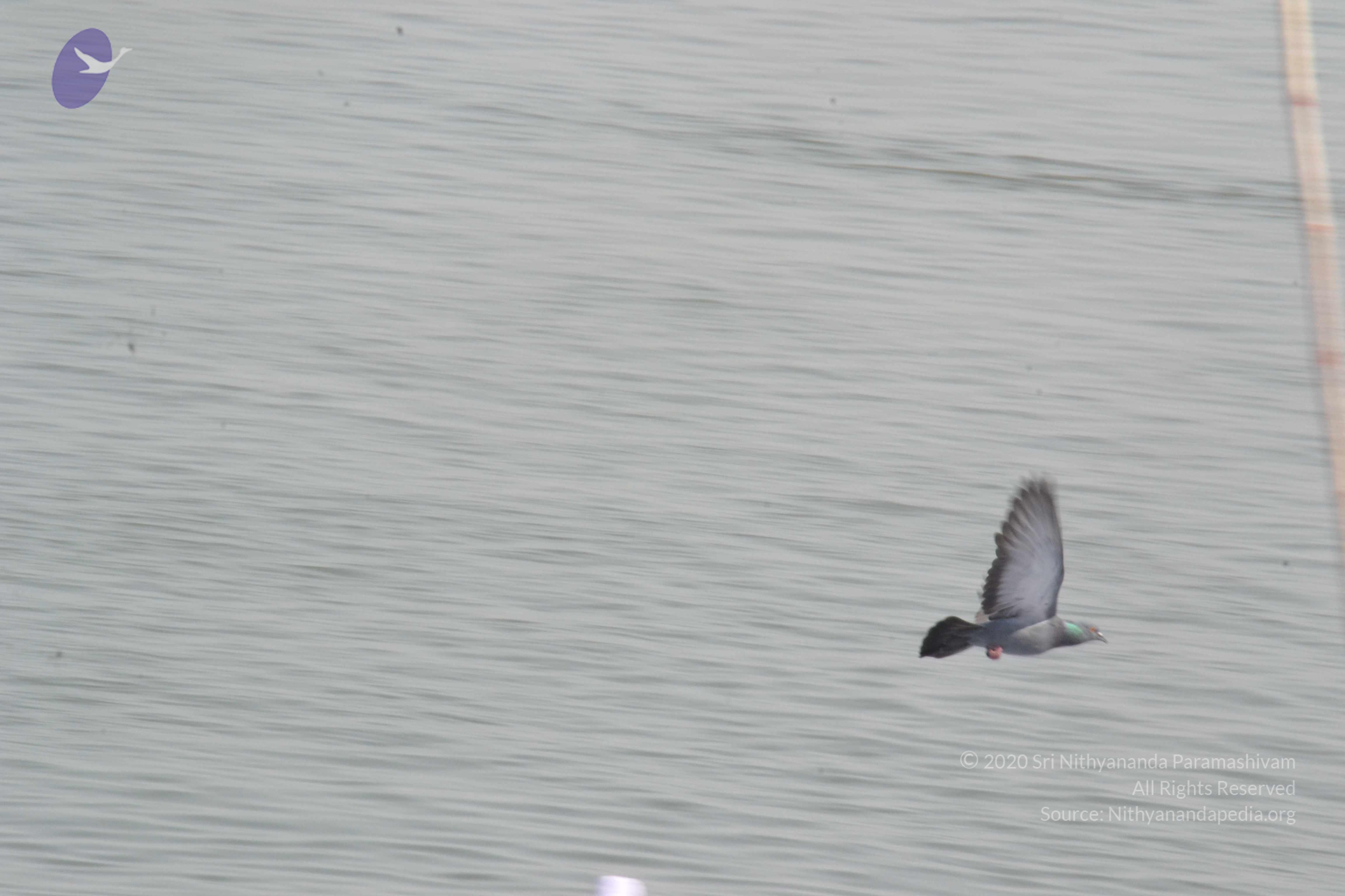 20140501_Photo_1019_DSC_7728_CMP_WM