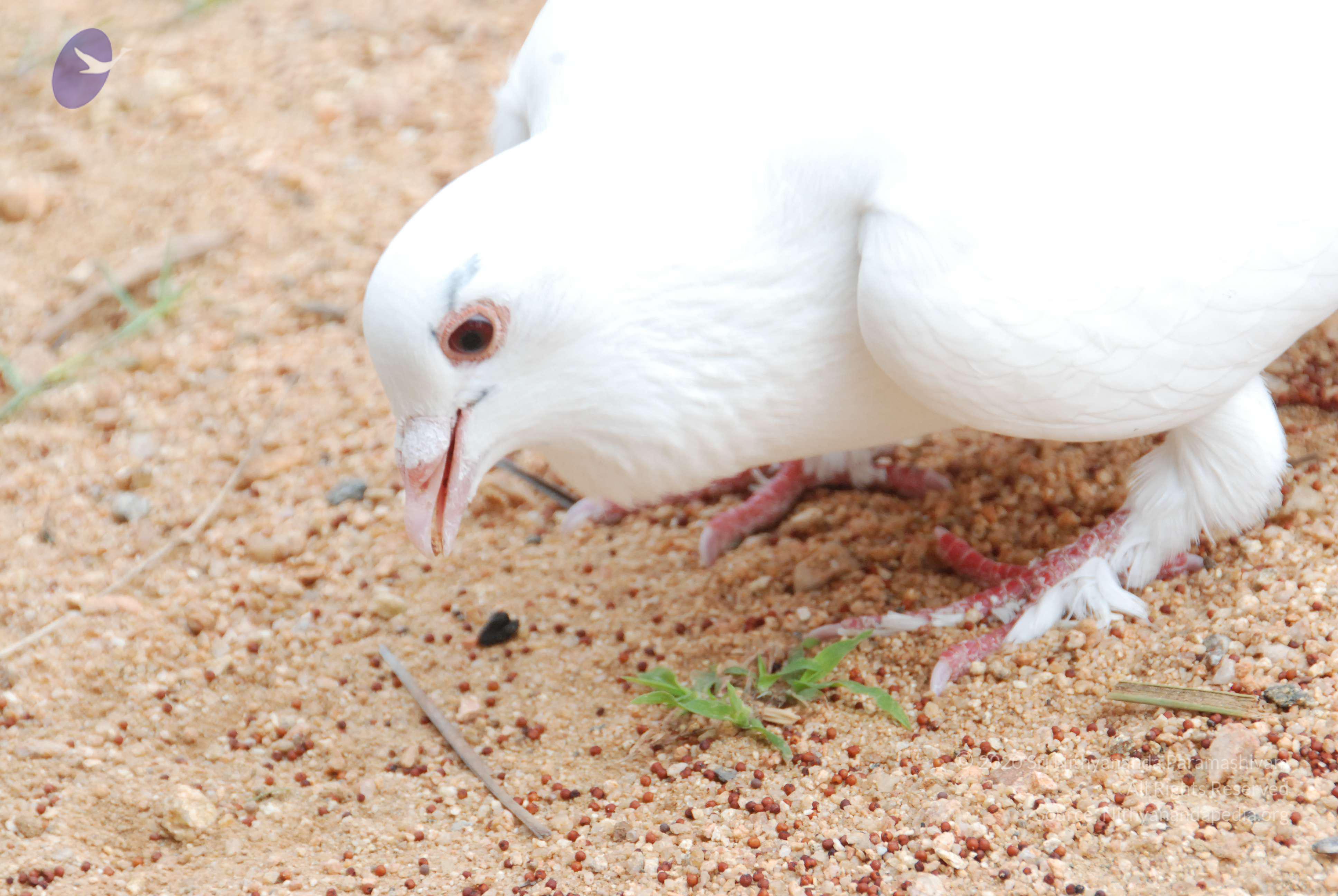 20170720_Photo_1004_DSC_4088_CMP_WM