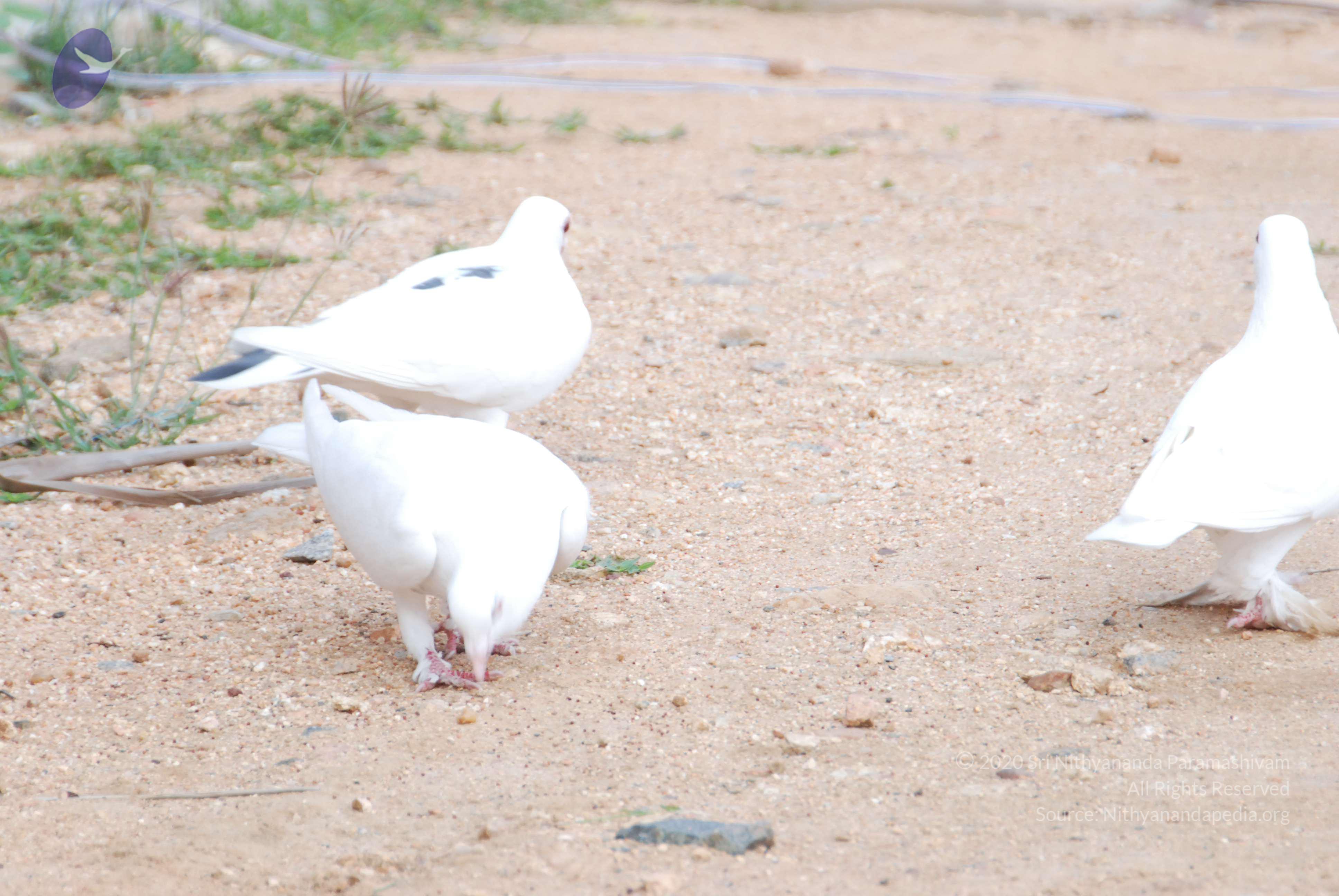 20170720_Photo_1018_DSC_4033_CMP_WM