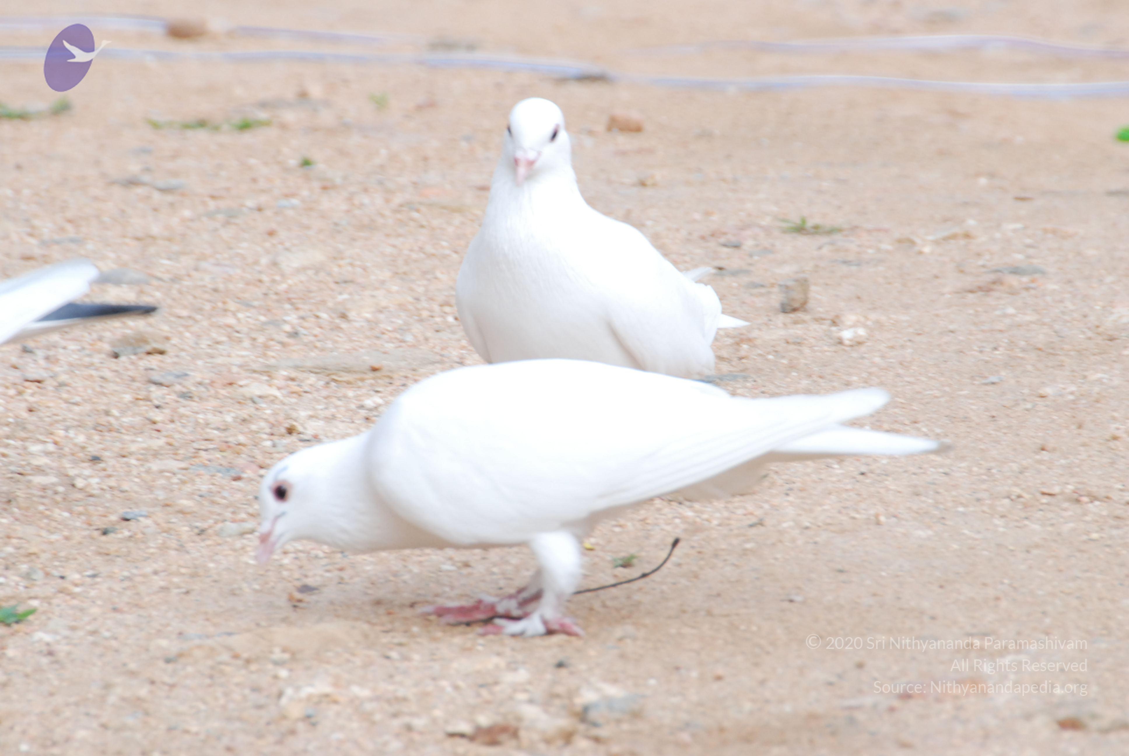 20170720_Photo_1033_DSC_4036_CMP_WM