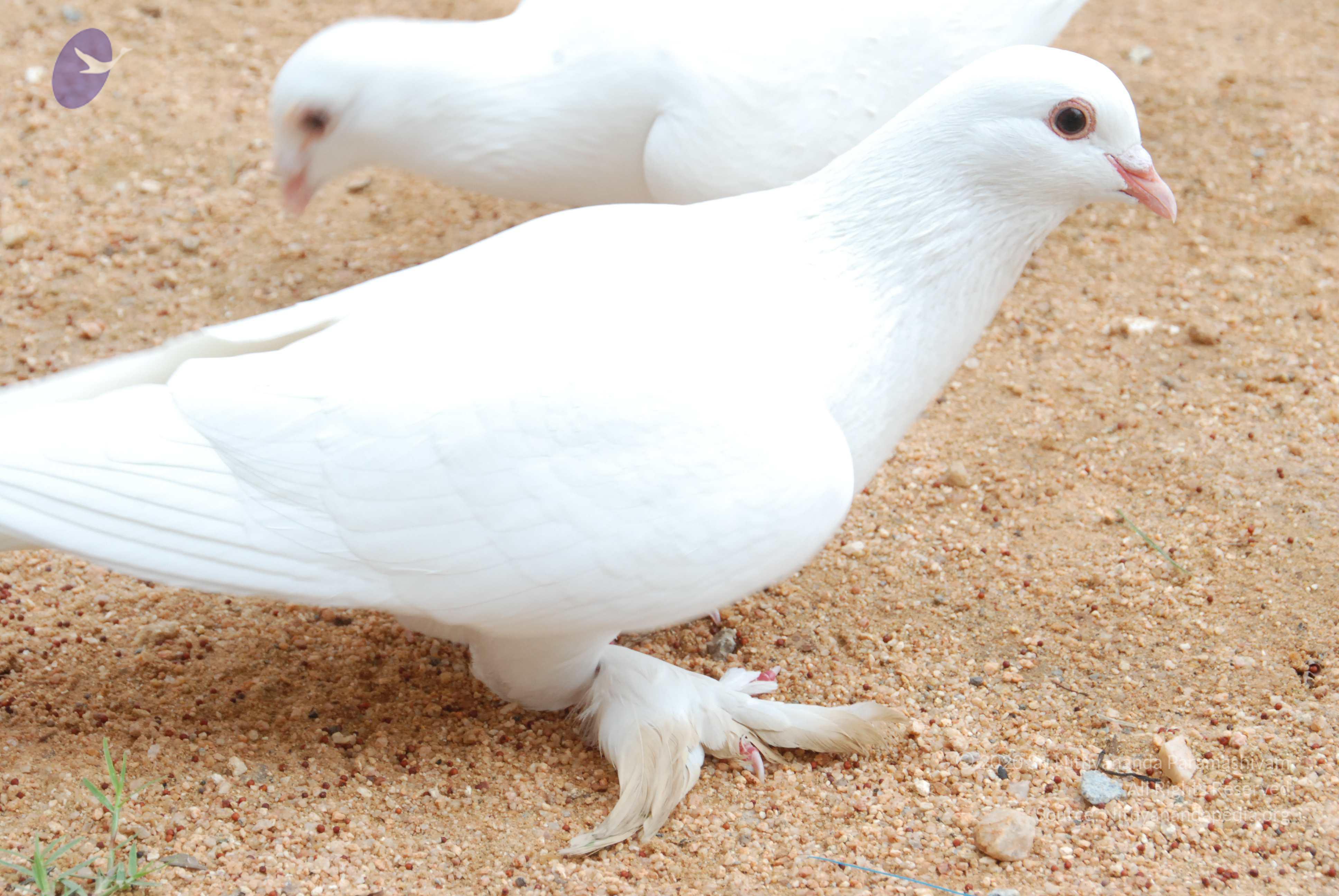 20170720_Photo_1048_DSC_4091_CMP_WM