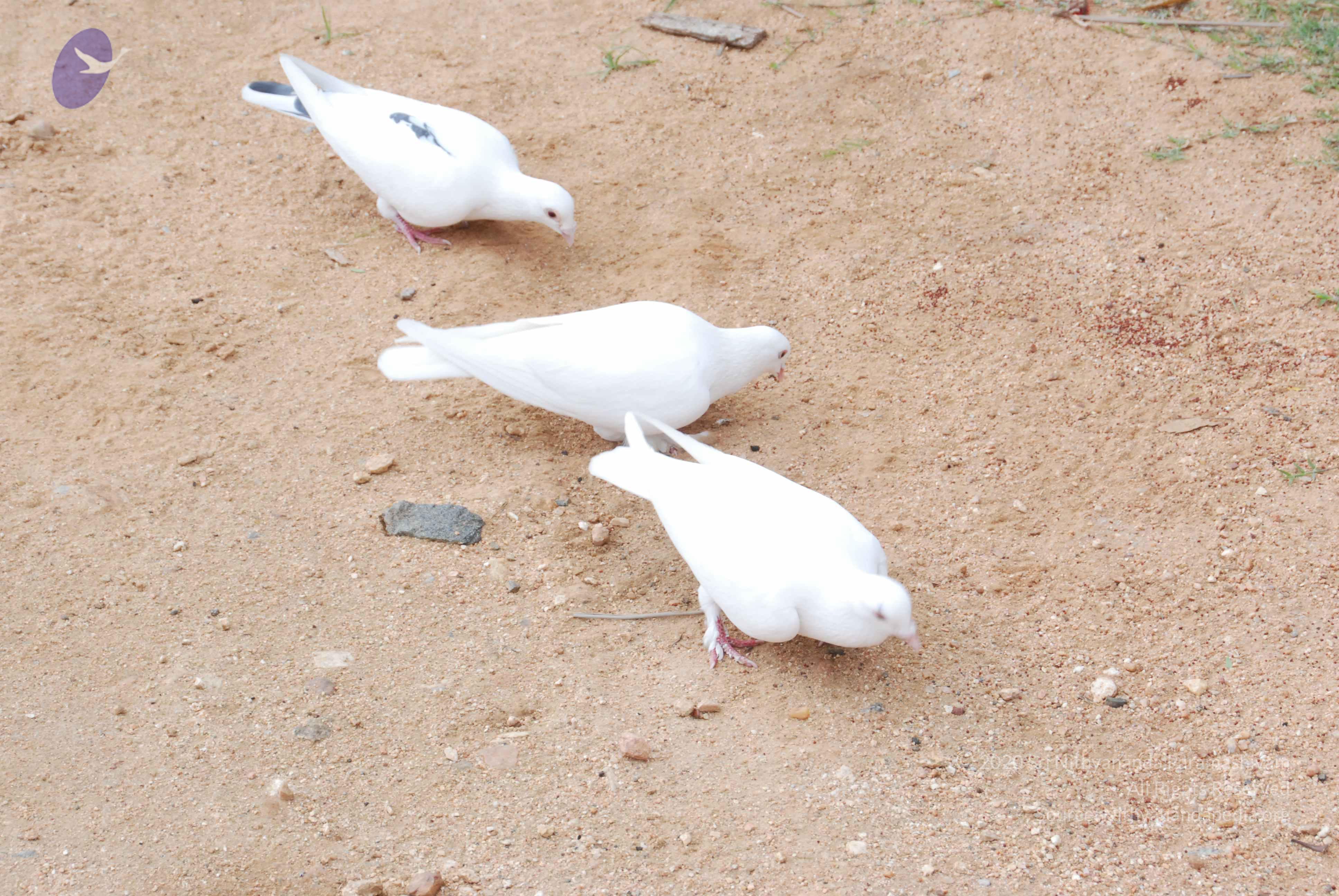 20170720_Photo_1062_DSC_4075_CMP_WM