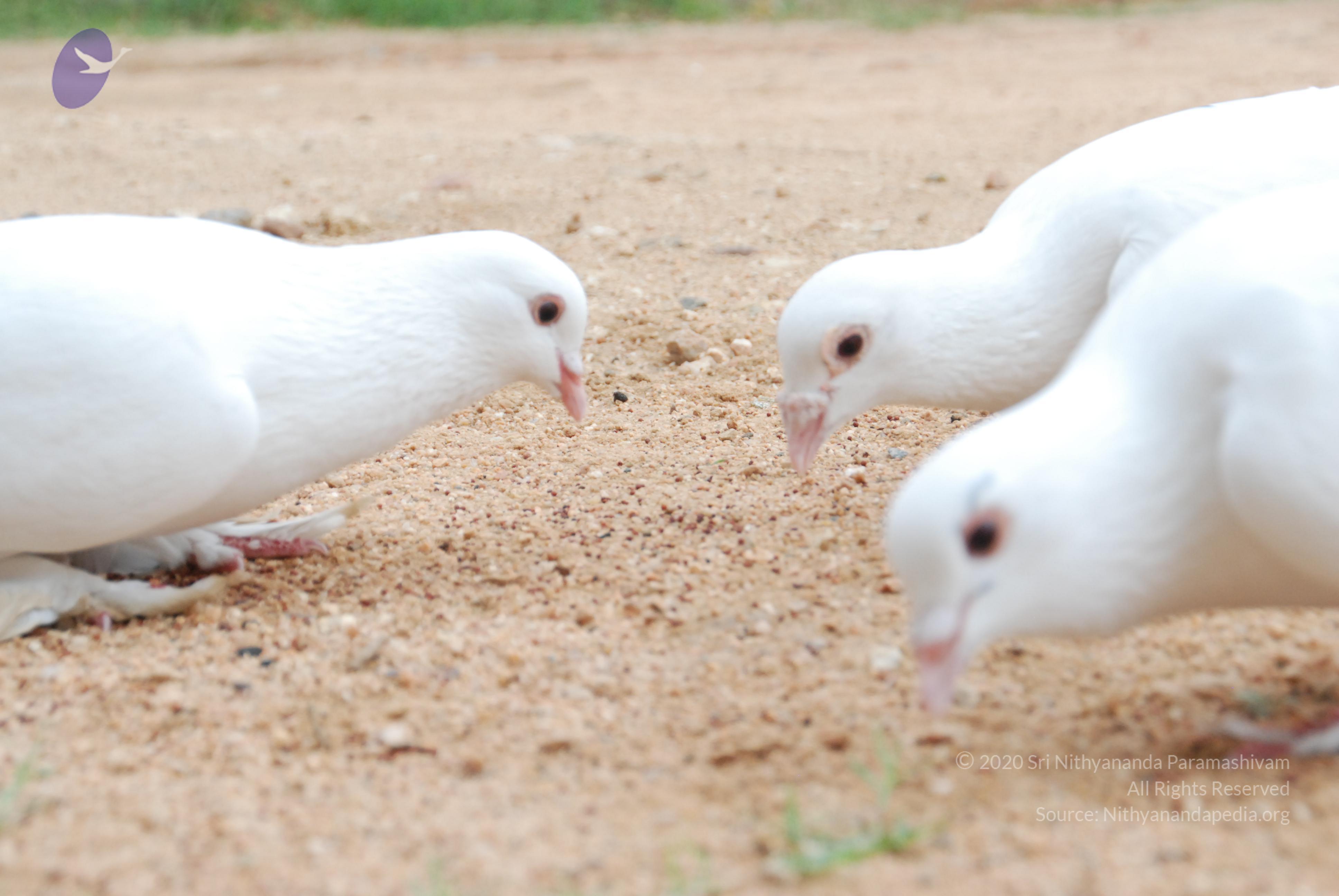 20170720_Photo_1072_DSC_4096_CMP_WM