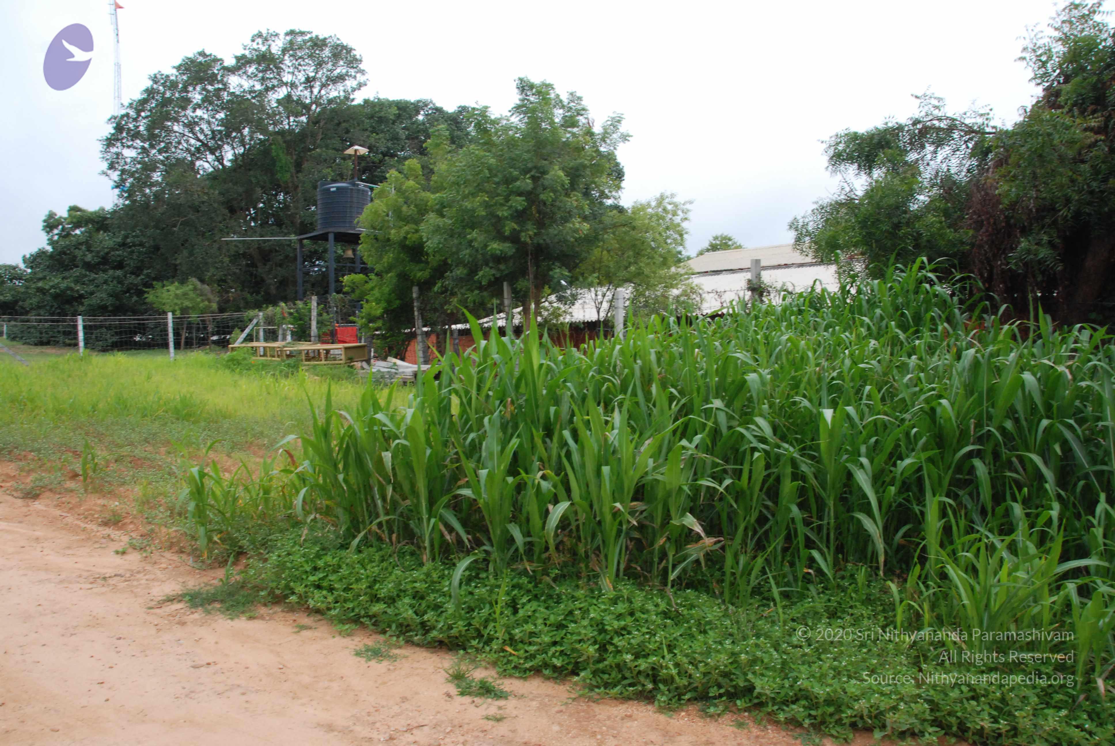 20170720_Photo_1073_DSC_3897_CMP_WM