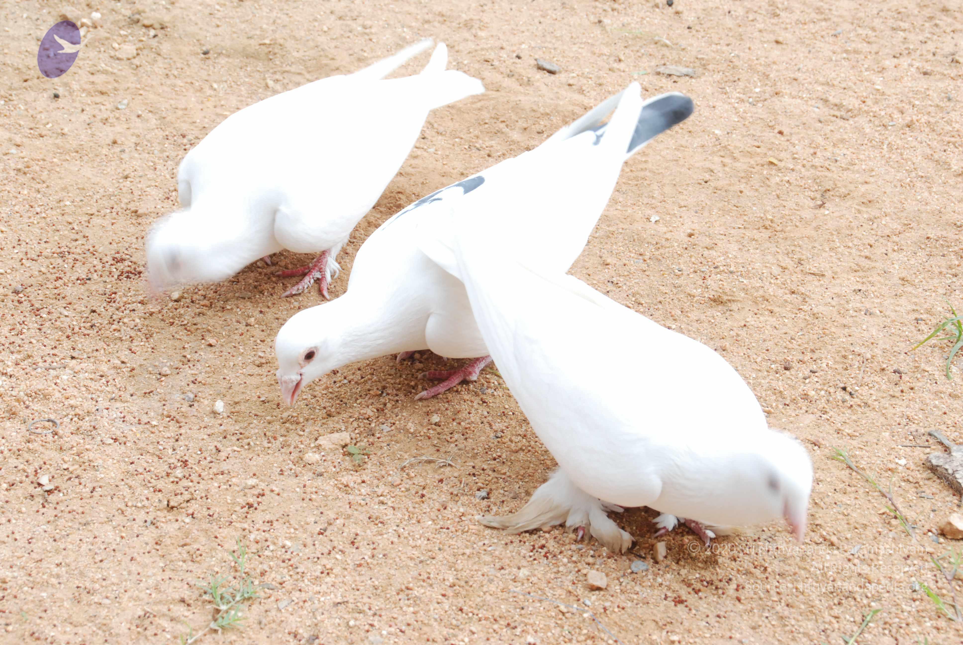 20170720_Photo_1080_DSC_4087_CMP_WM