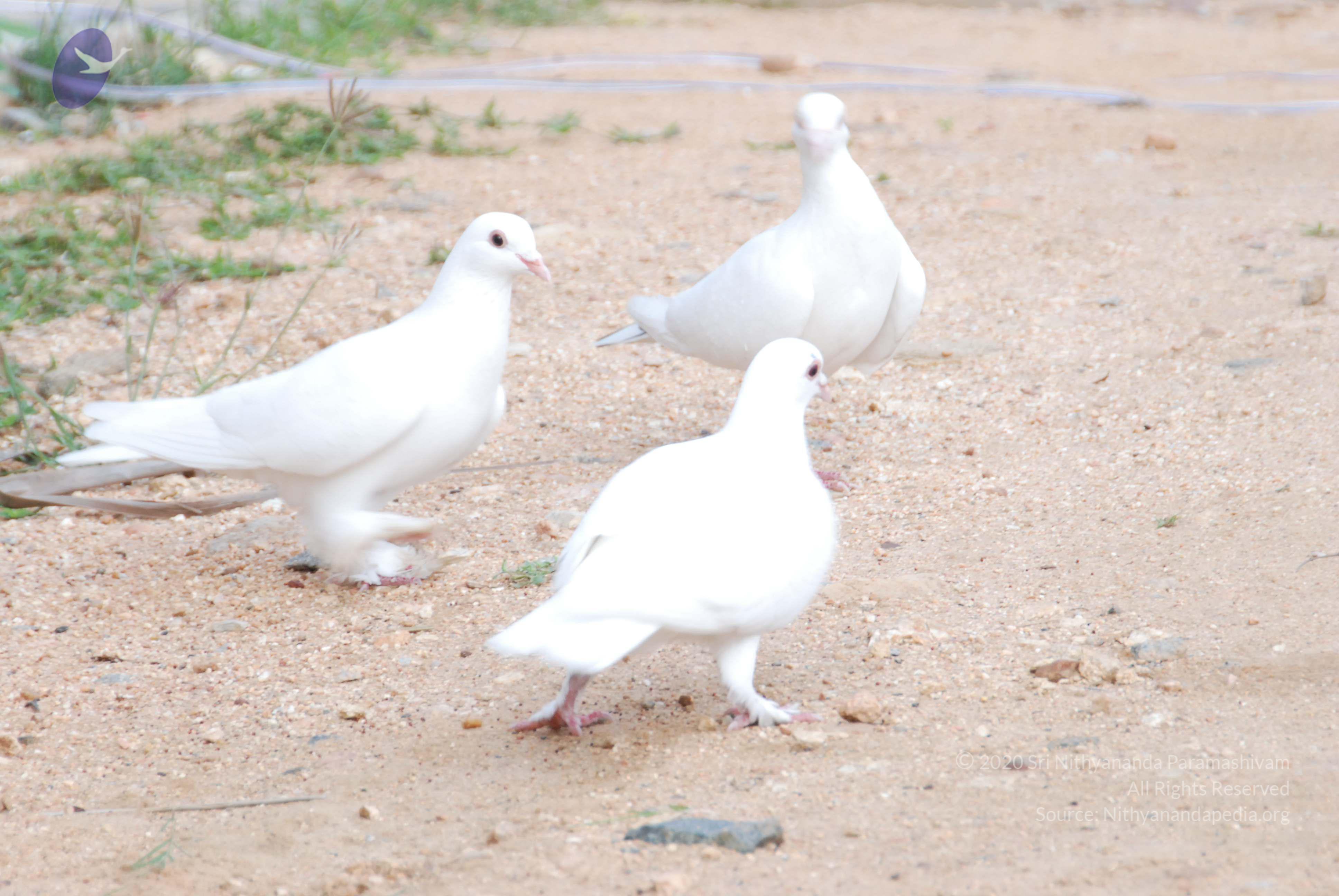 20170720_Photo_1081_DSC_4031_CMP_WM