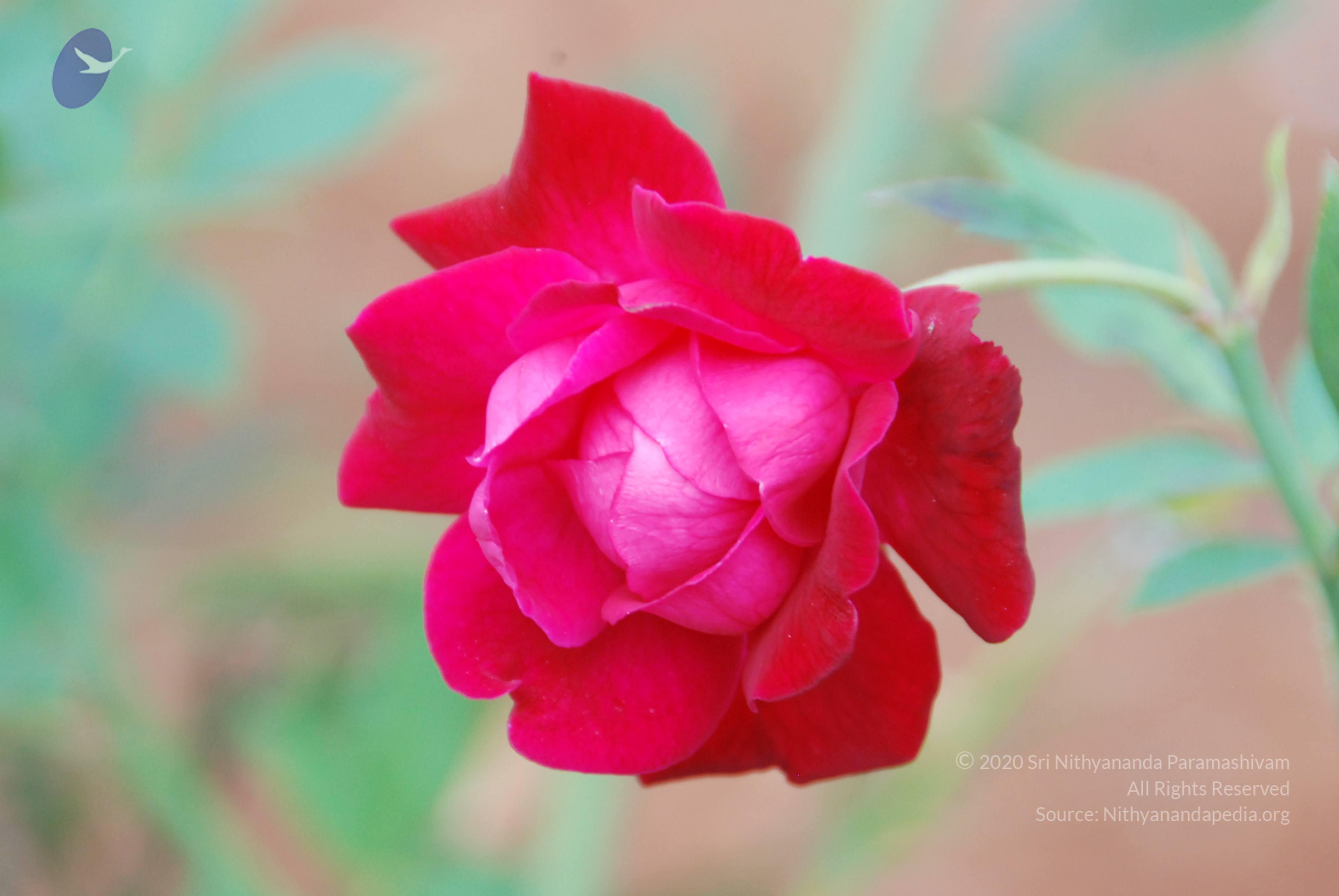 20170720_Photo_1090_DSC_3971_CMP_WM