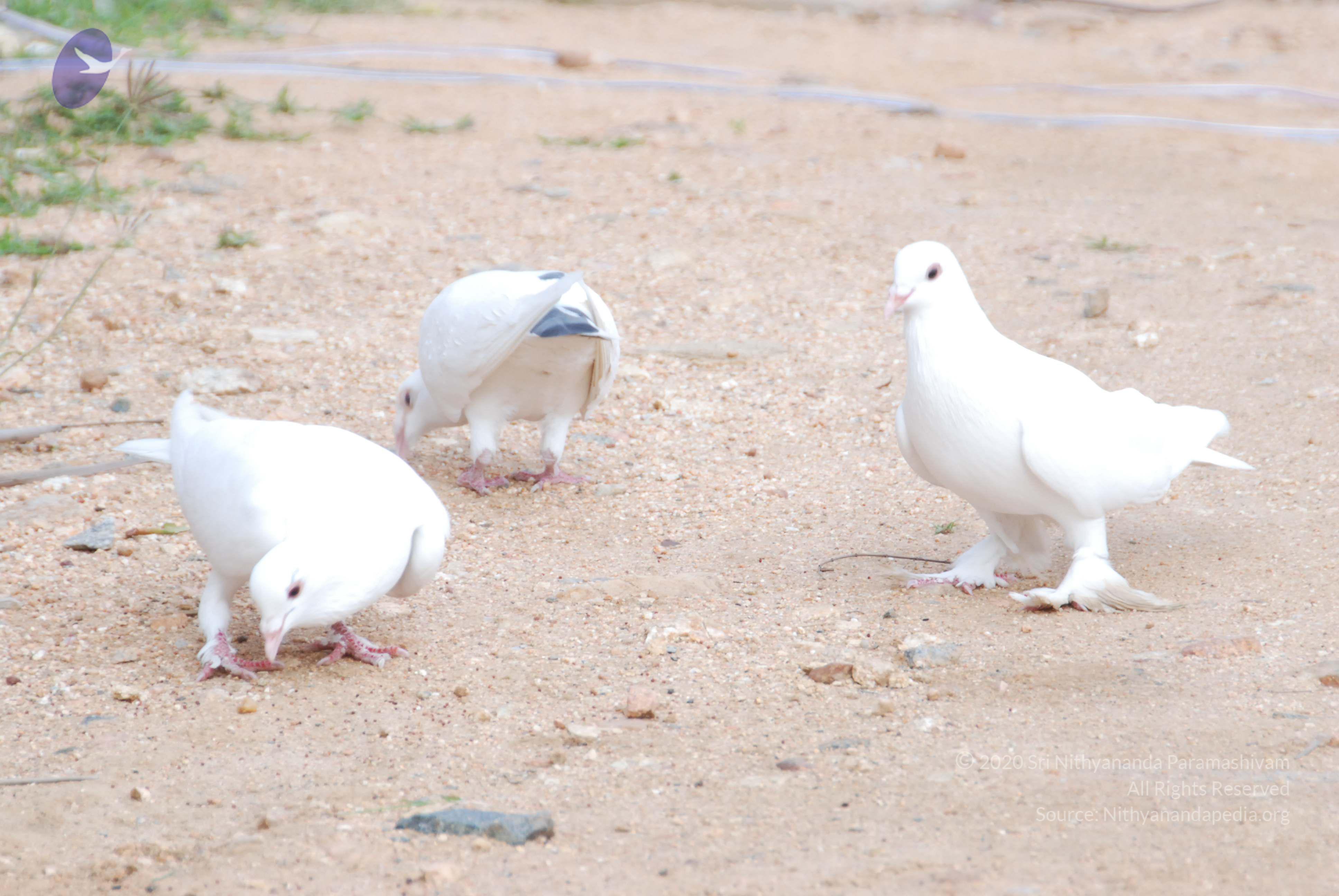 20170720_Photo_1101_DSC_4034_CMP_WM