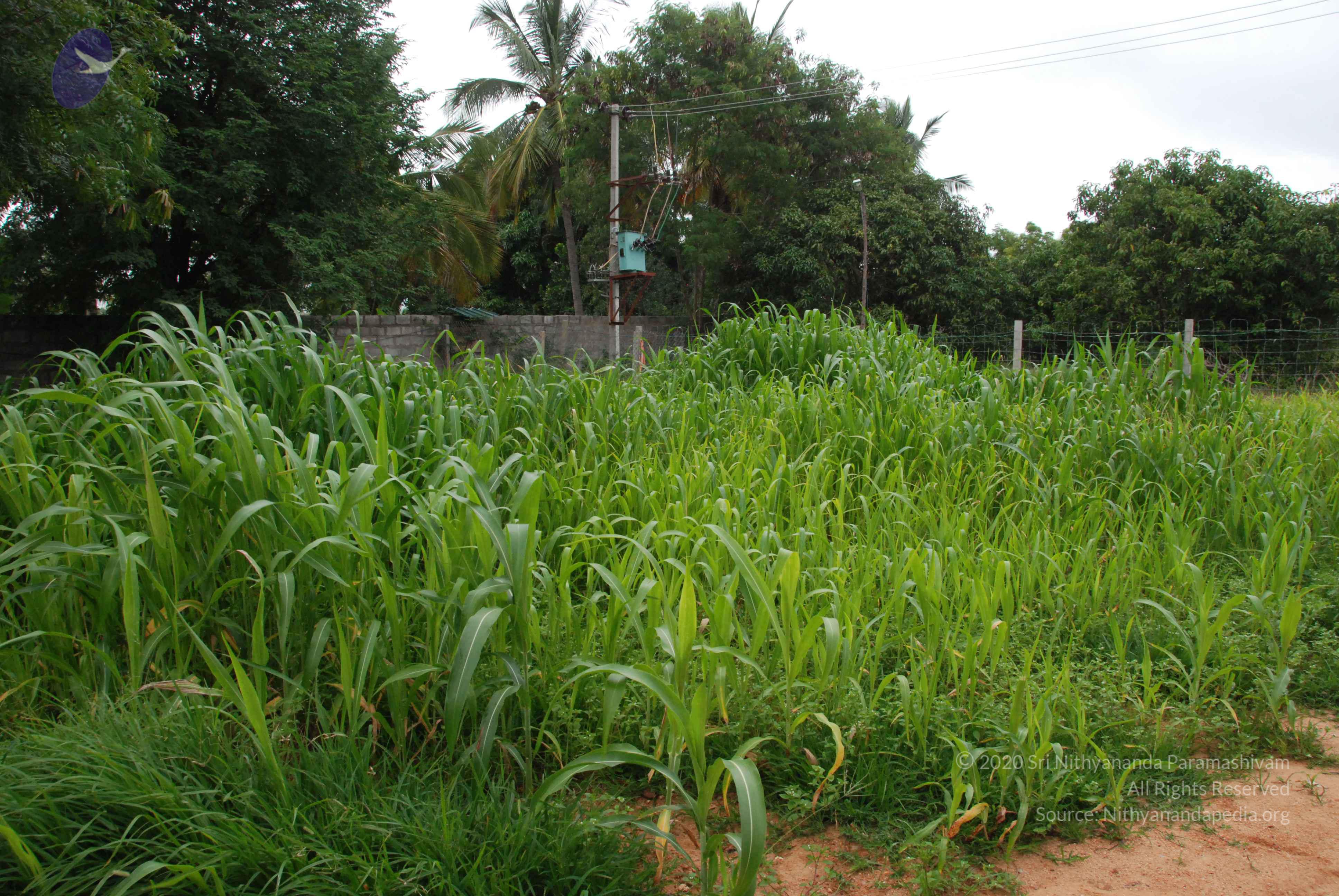 20170720_Photo_1118_DSC_3892_CMP_WM