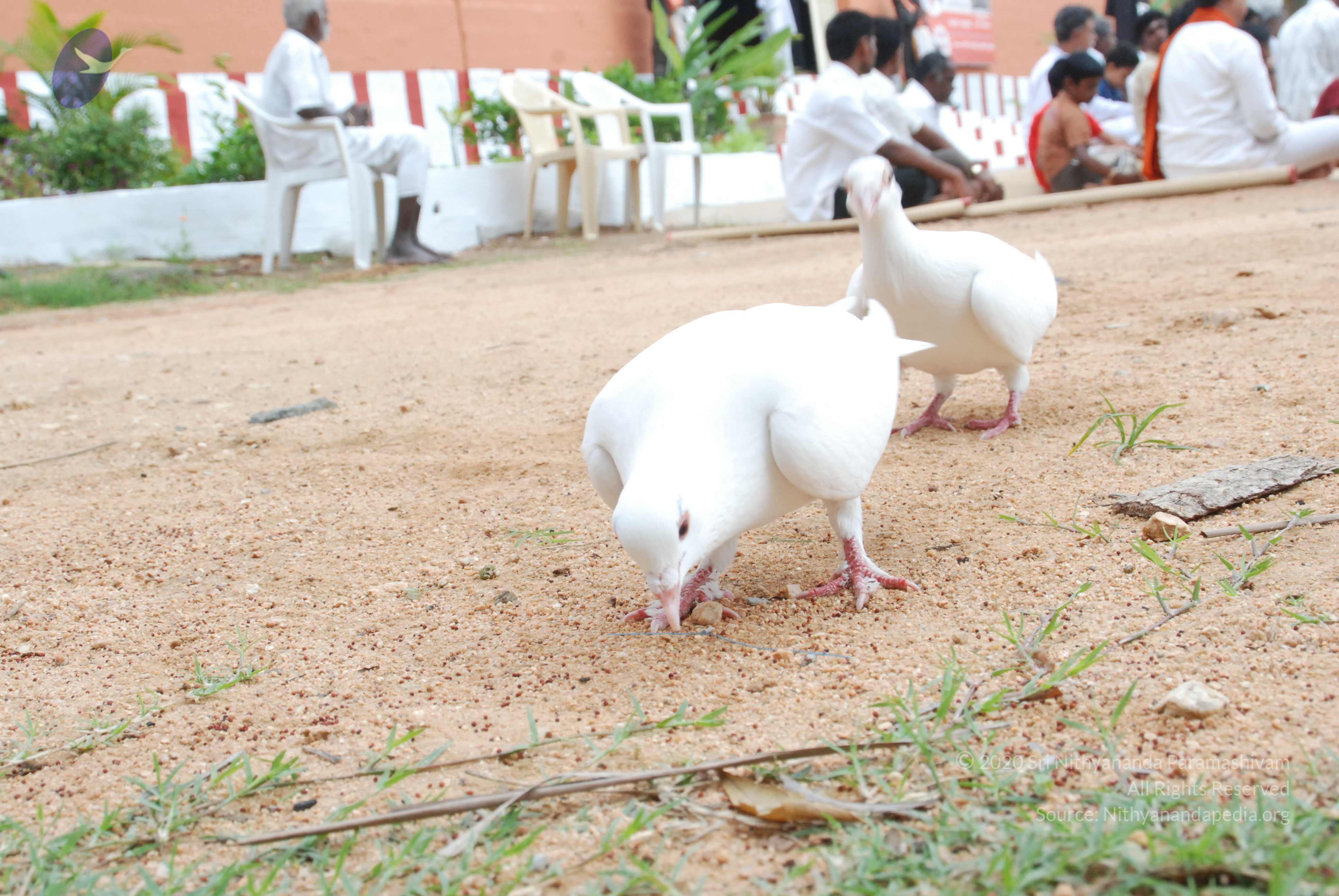 20170720_Photo_1119_DSC_4093_CMP_WM