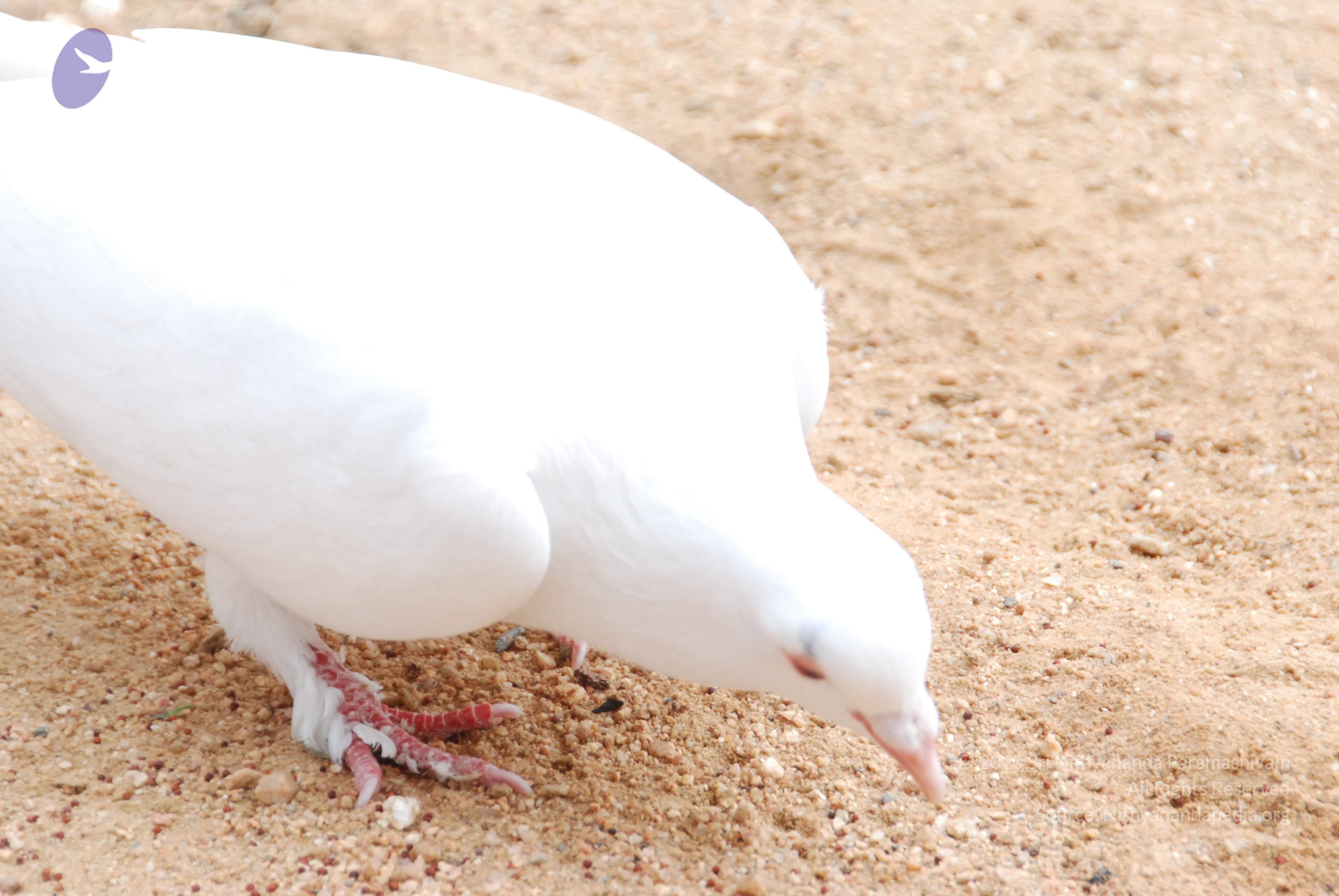 20170720_Photo_1181_DSC_4084_CMP_WM