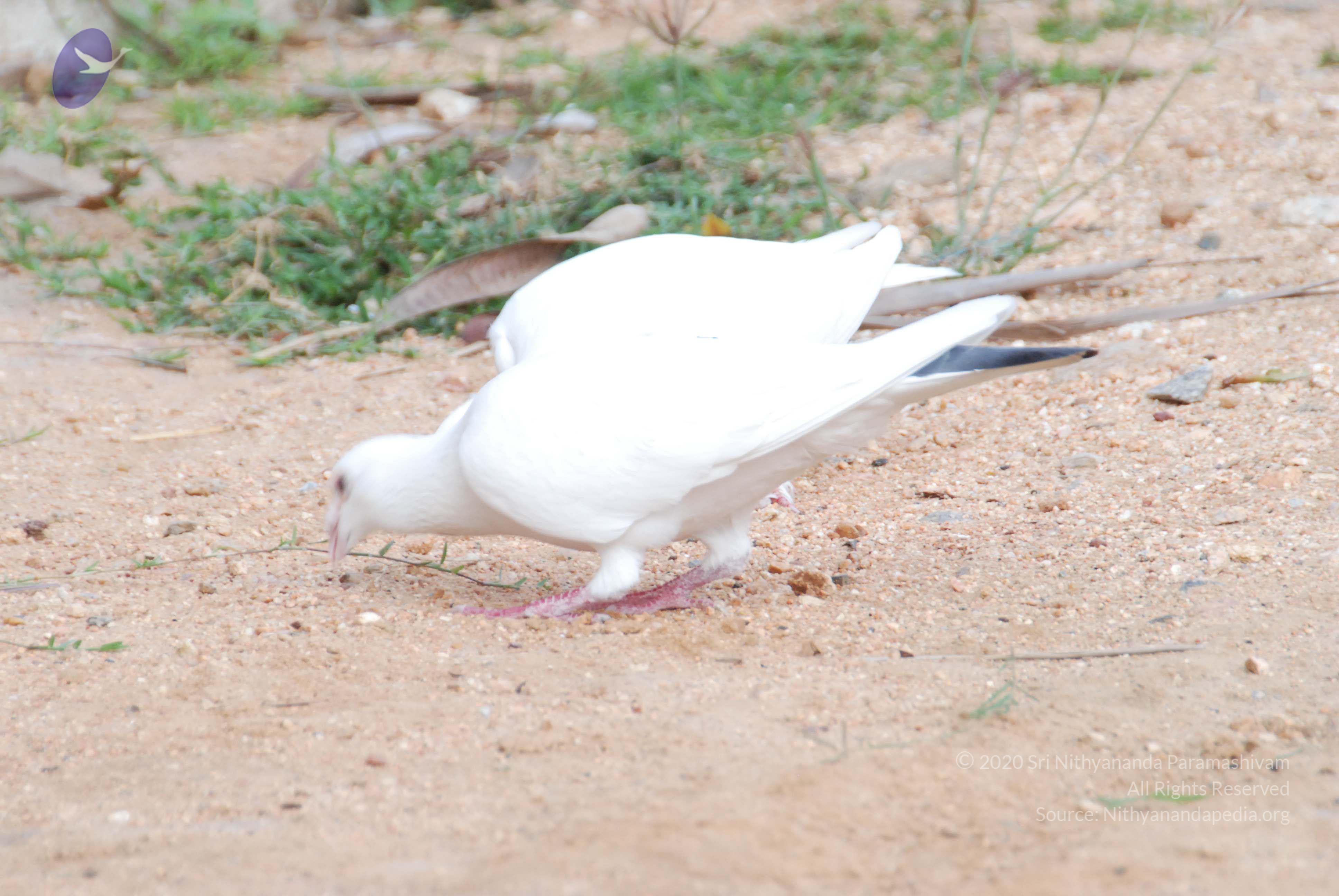 20170720_Photo_1185_DSC_4029_CMP_WM