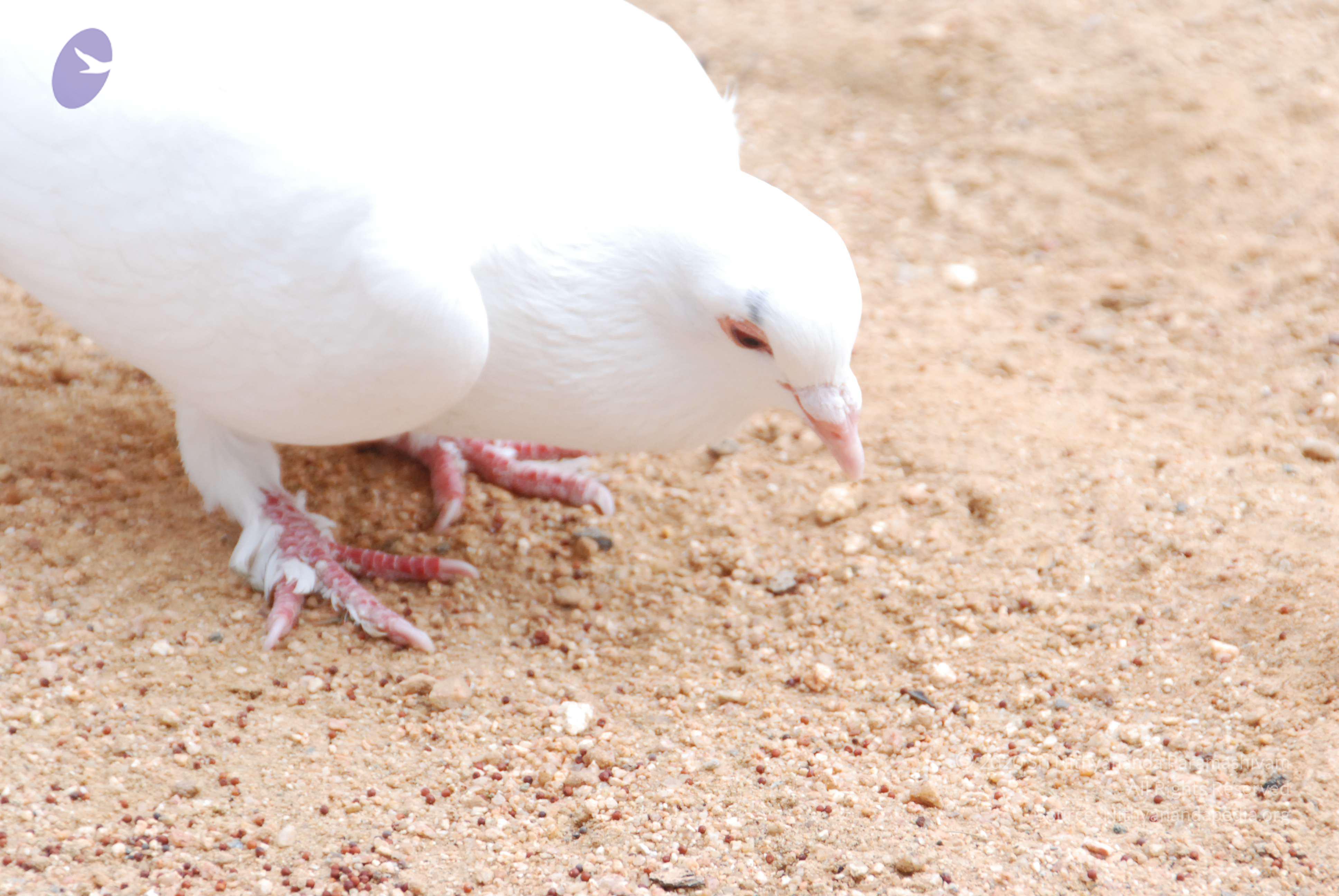 20170720_Photo_1189_DSC_4083_CMP_WM