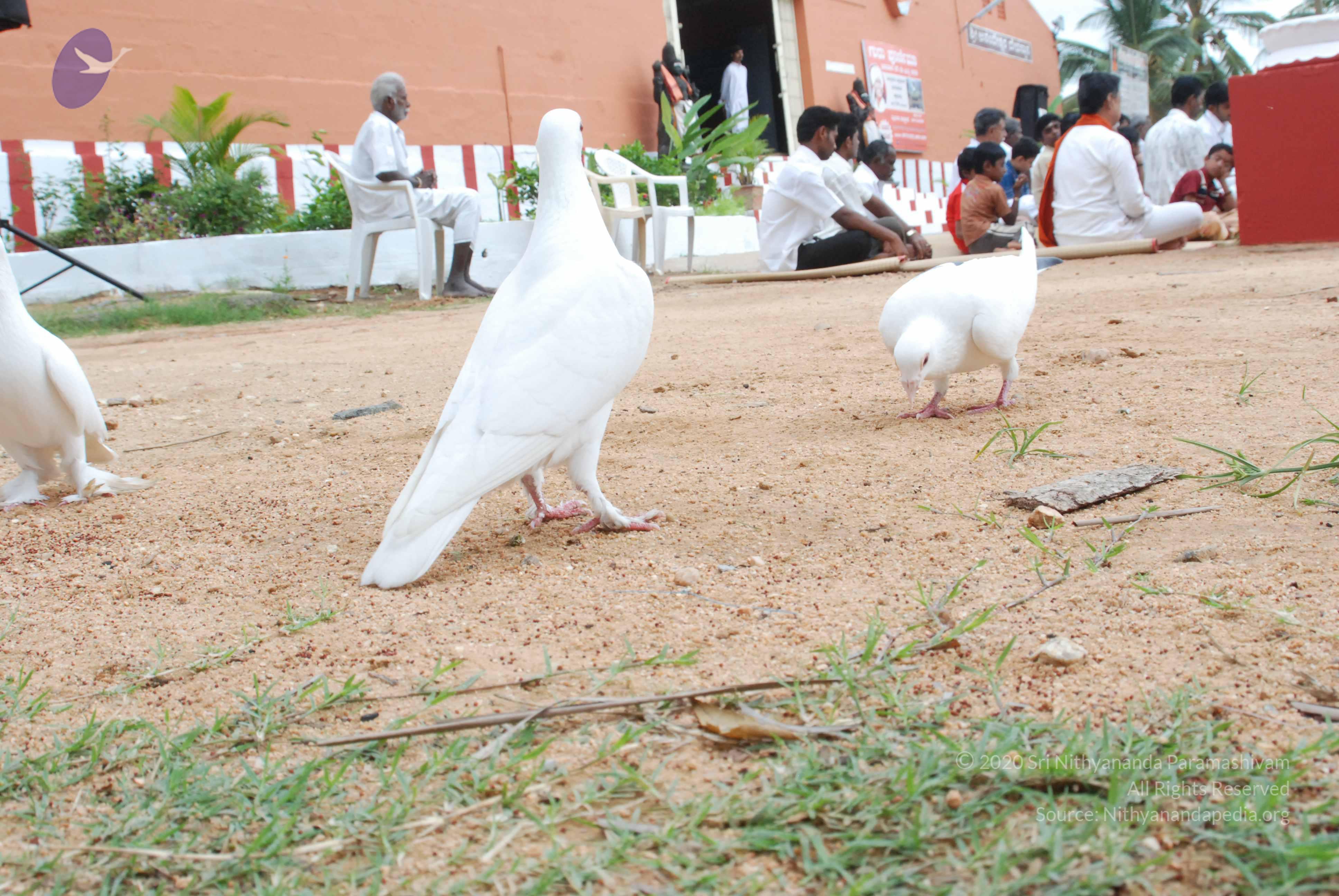 20170720_Photo_1213_DSC_4092_CMP_WM