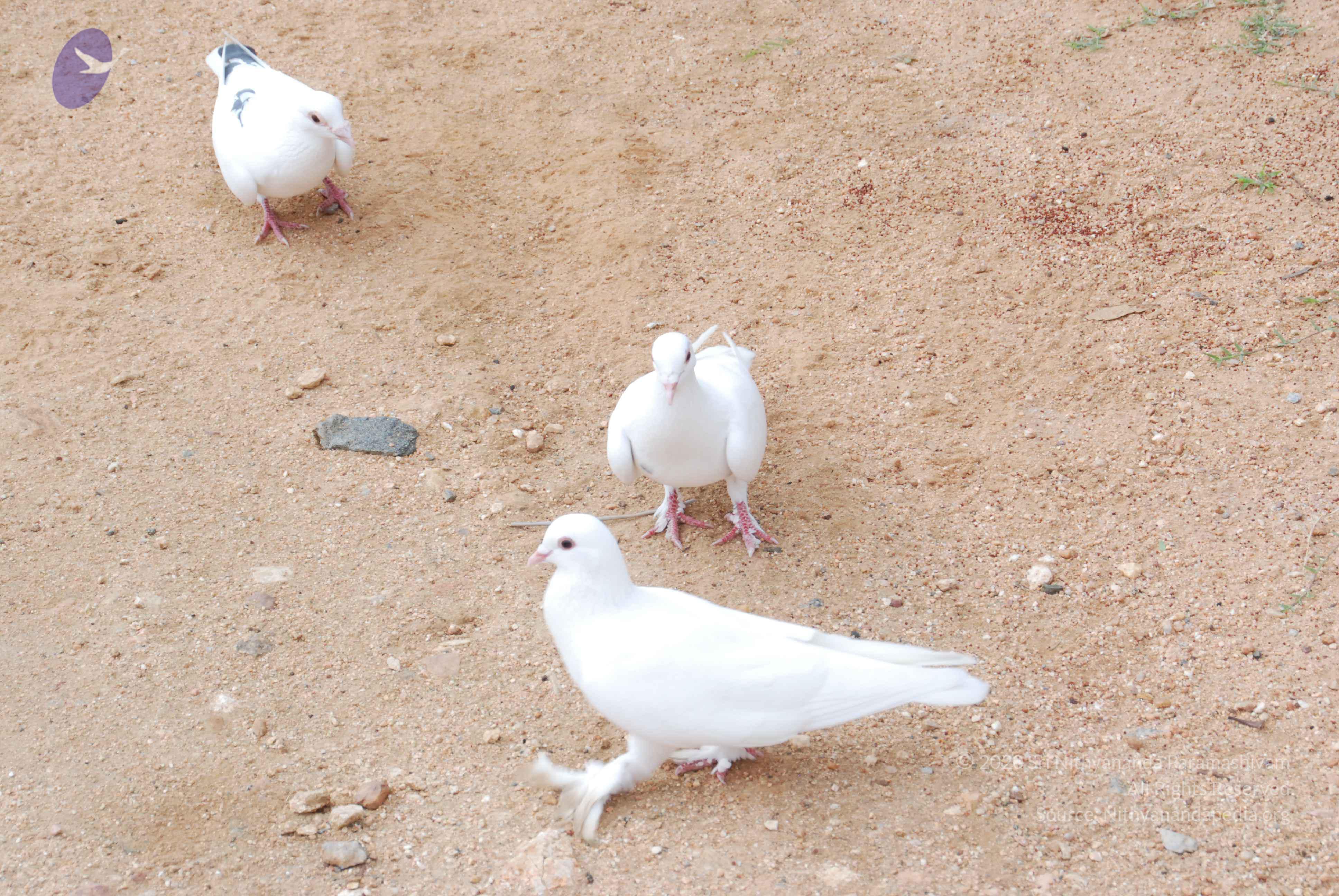 20170720_Photo_1219_DSC_4074_CMP_WM