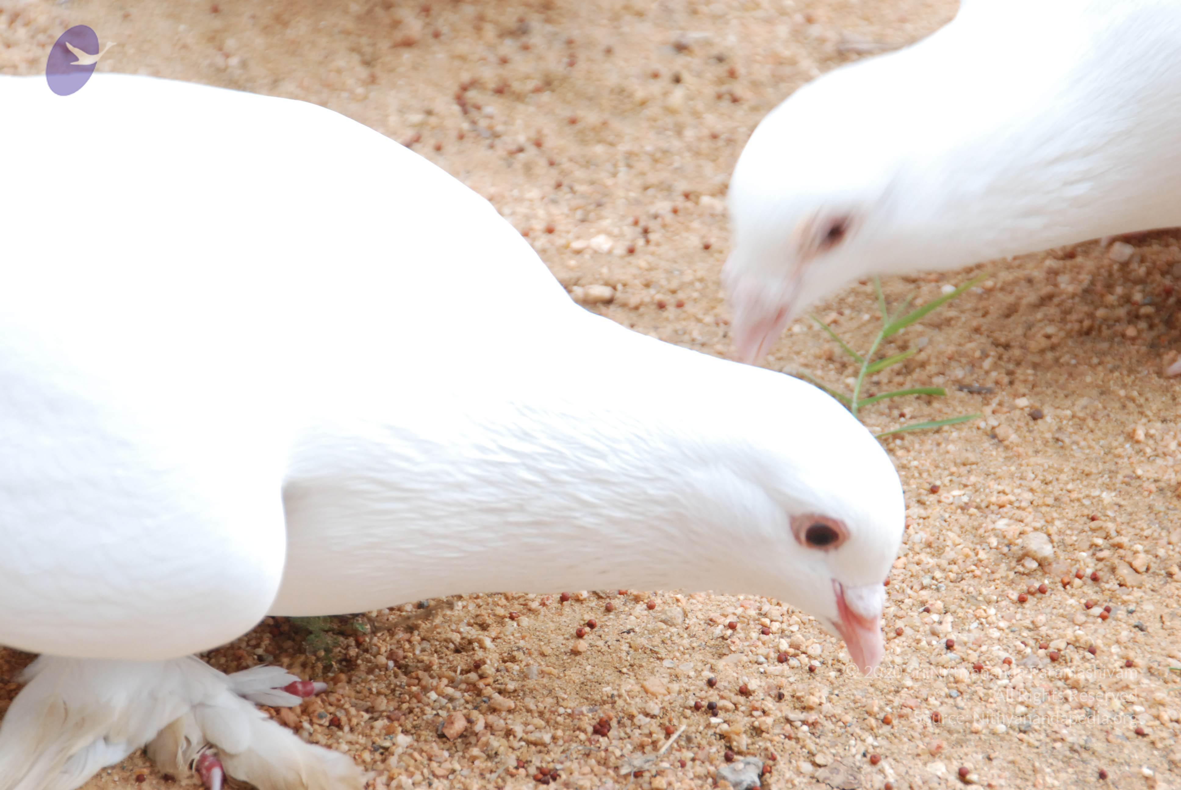 20170720_Photo_1234_DSC_4086_CMP_WM