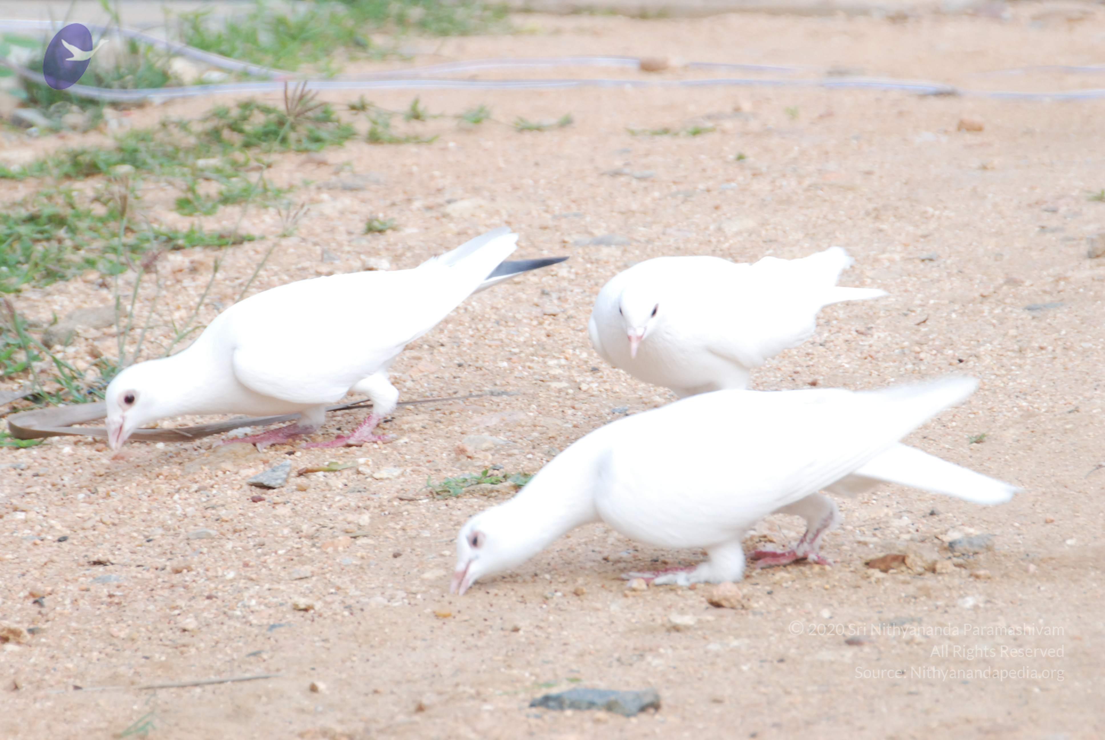 20170720_Photo_1238_DSC_4030_CMP_WM