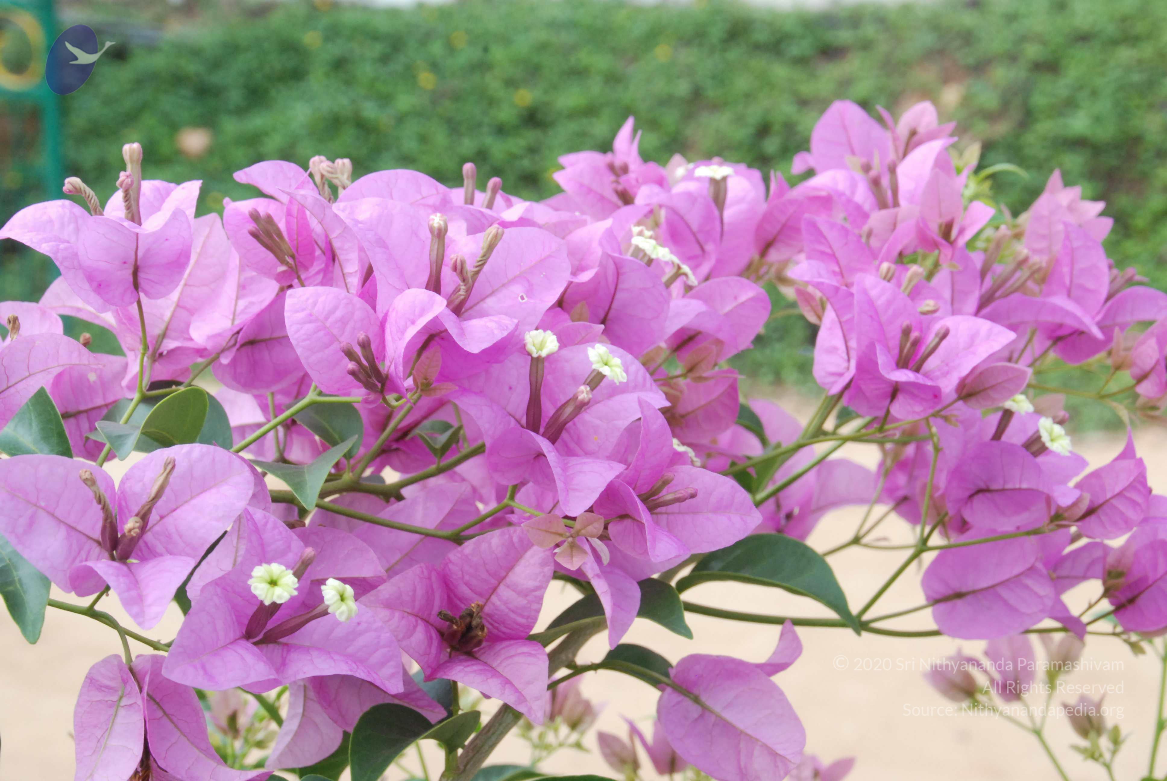 20170720_Photo_1001_DSC_4243_CMP_WM