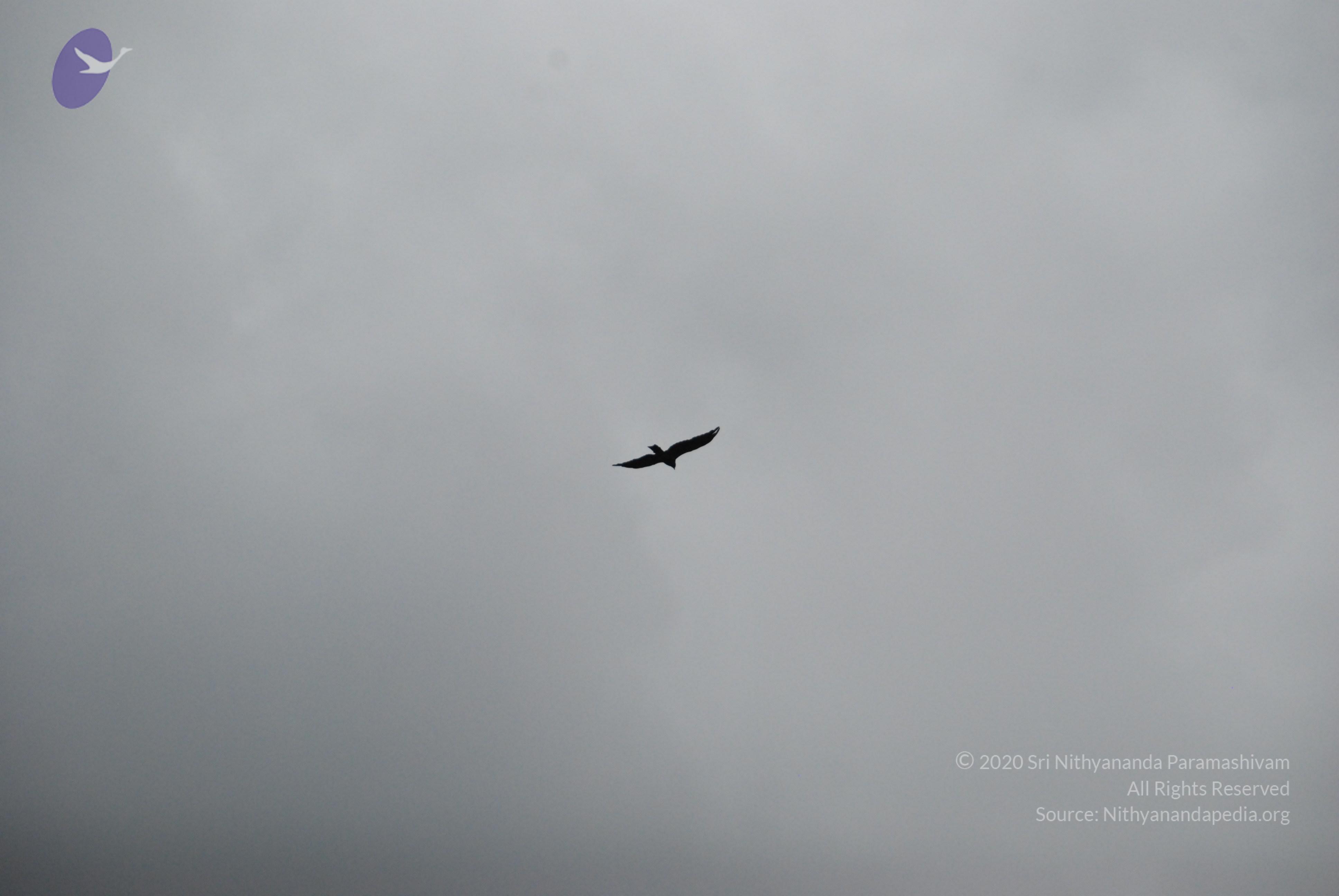 20170720_Photo_1006_DSC_4307_CMP_WM