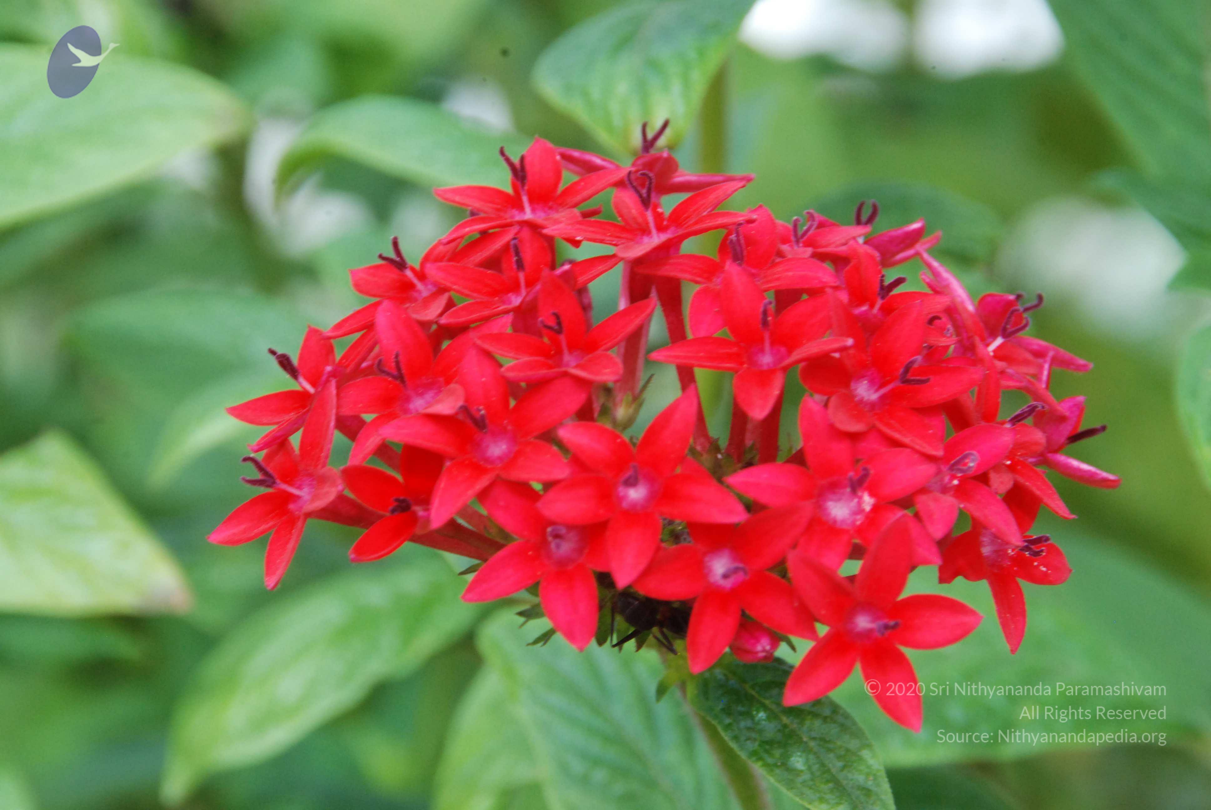 20170720_Photo_1007_DSC_4246_CMP_WM