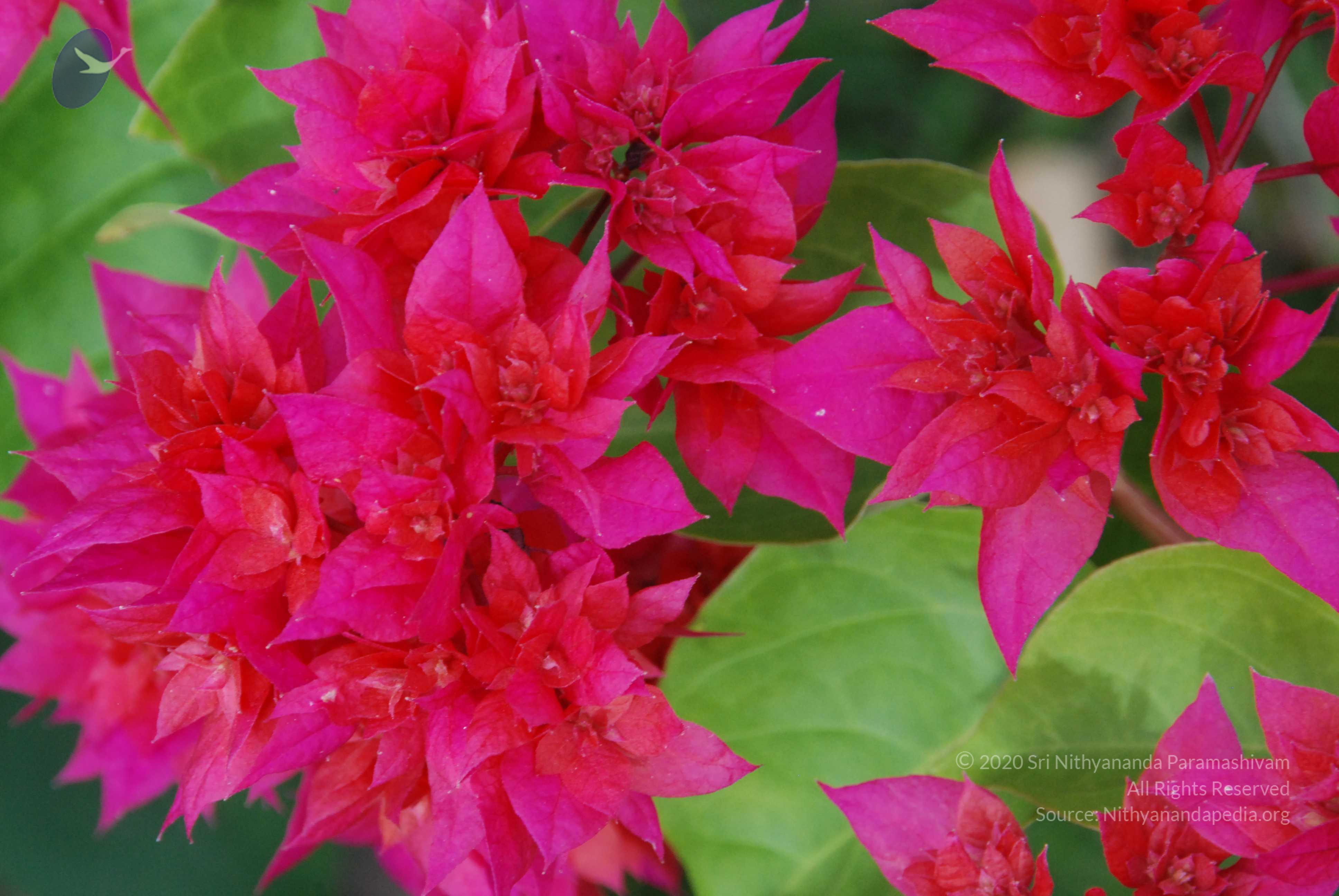 20170720_Photo_1008_DSC_4241_CMP_WM