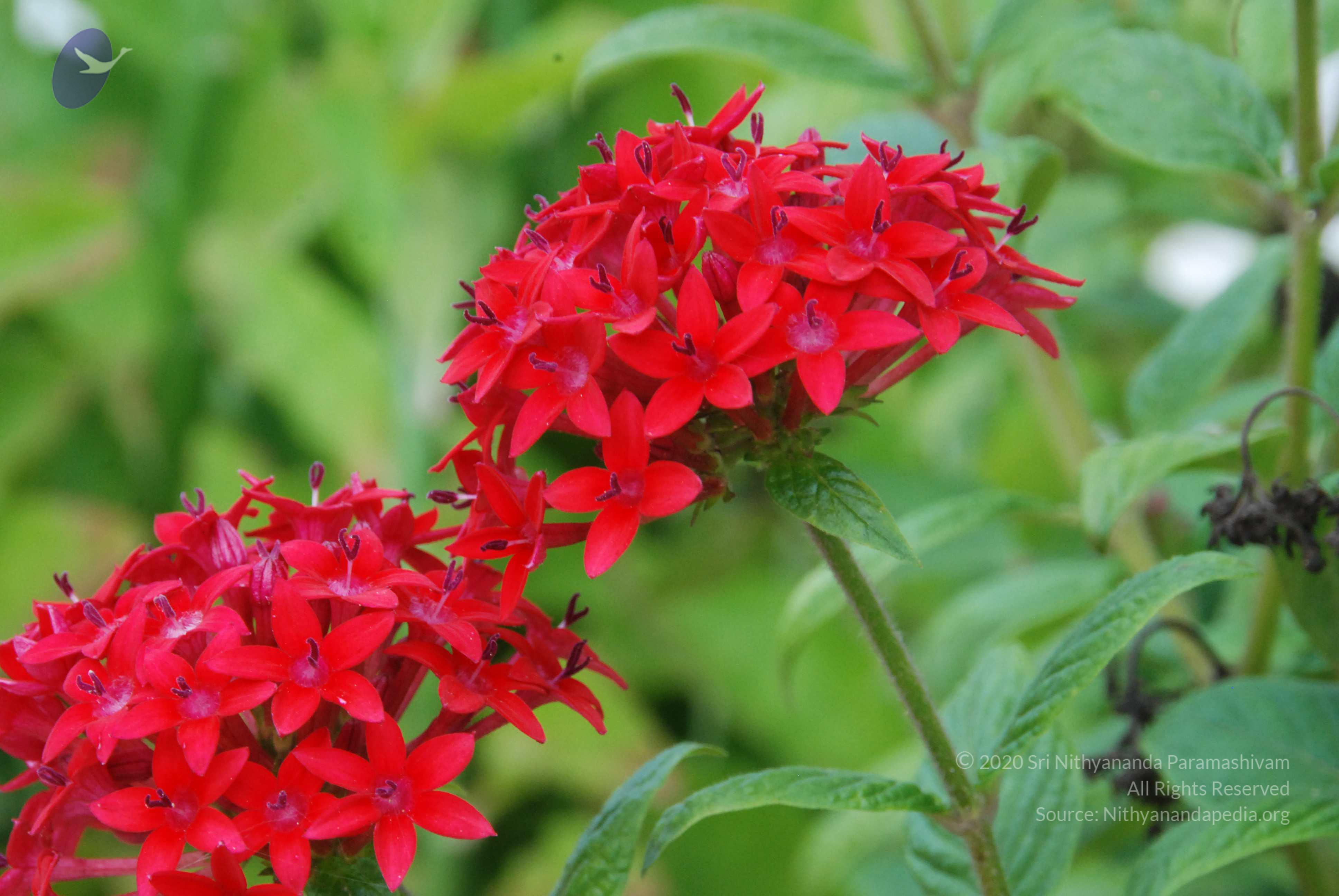 20170720_Photo_1009_DSC_4250_CMP_WM