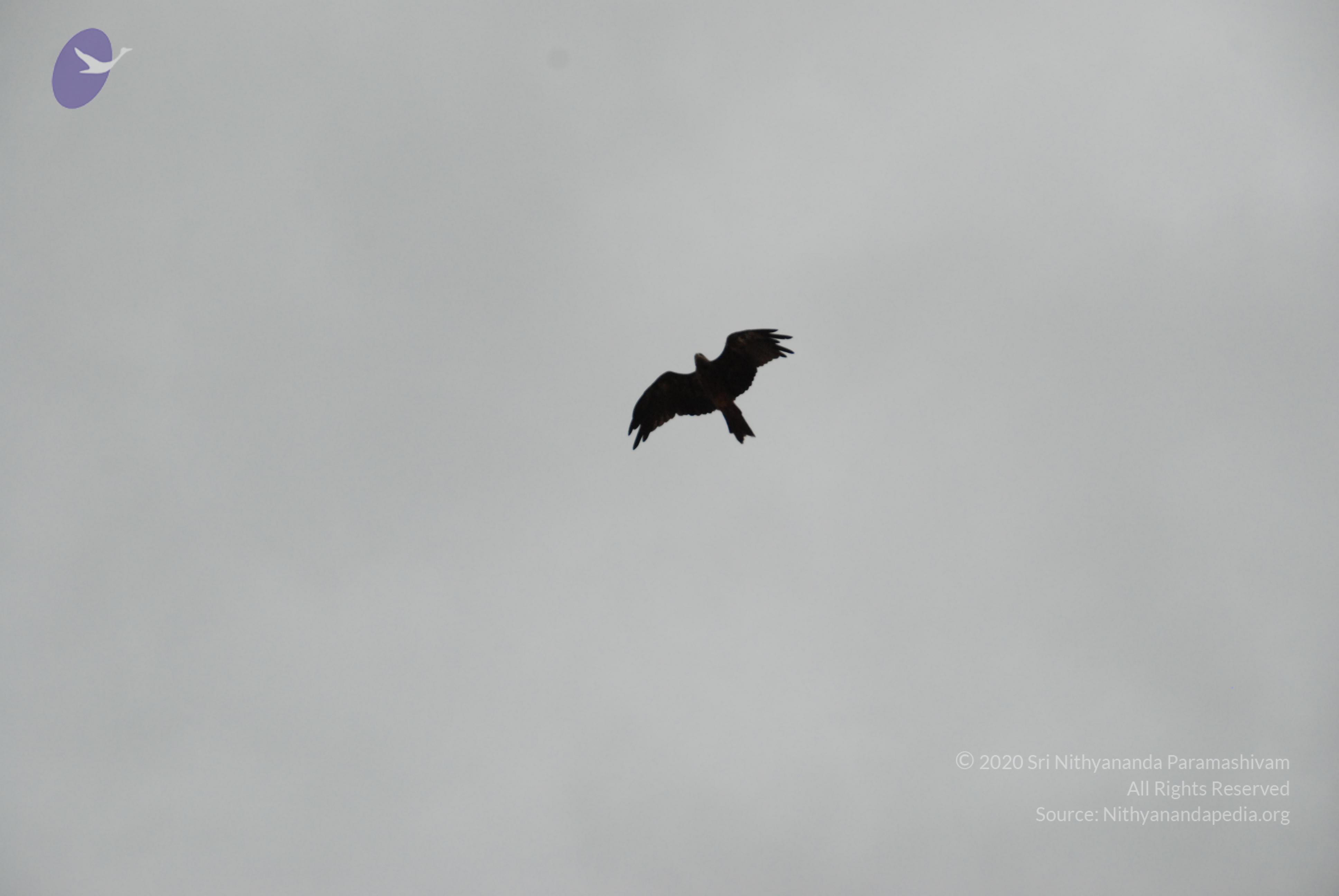 20170720_Photo_1014_DSC_4305_CMP_WM