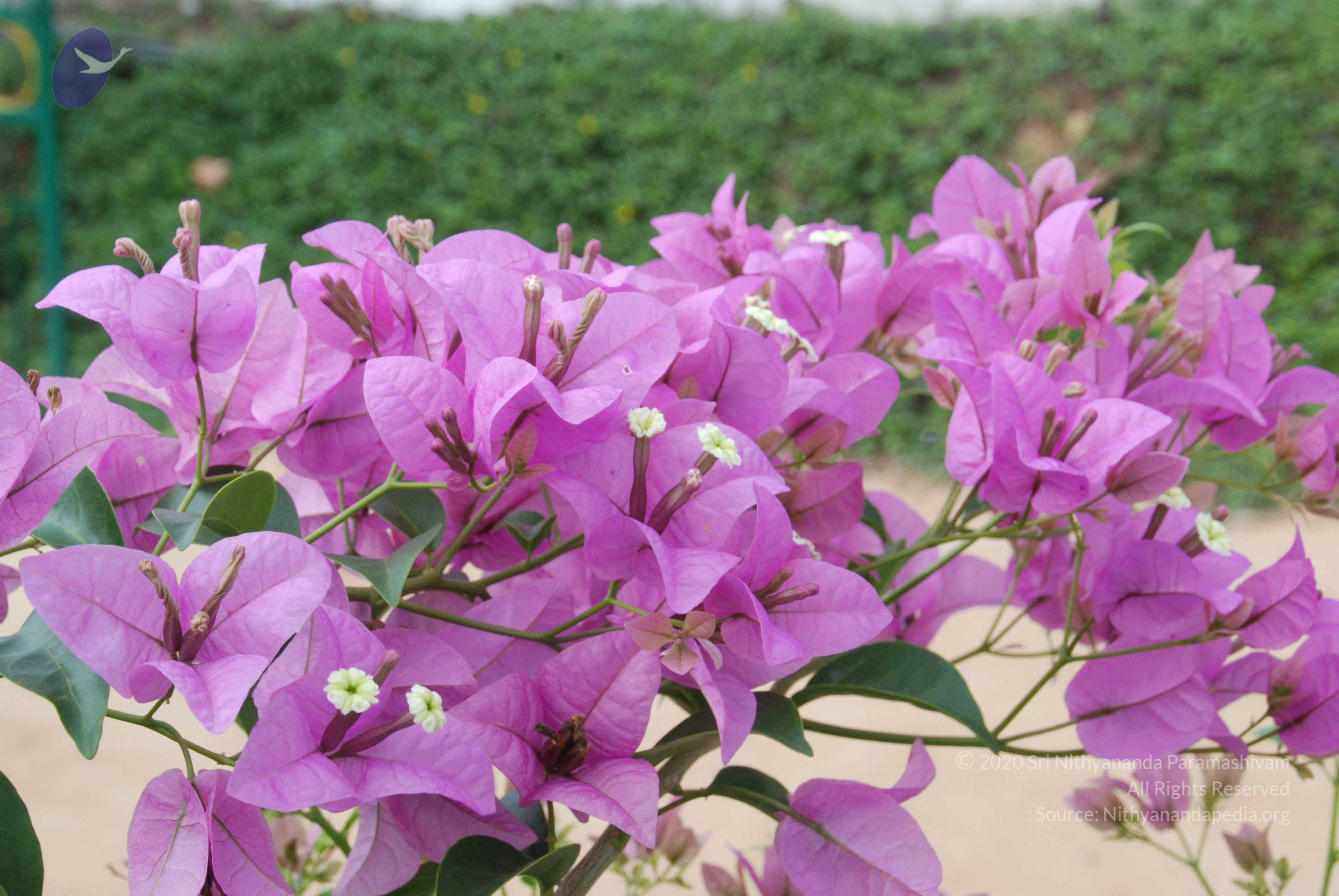 20170720_Photo_1015_DSC_4244_CMP_WM