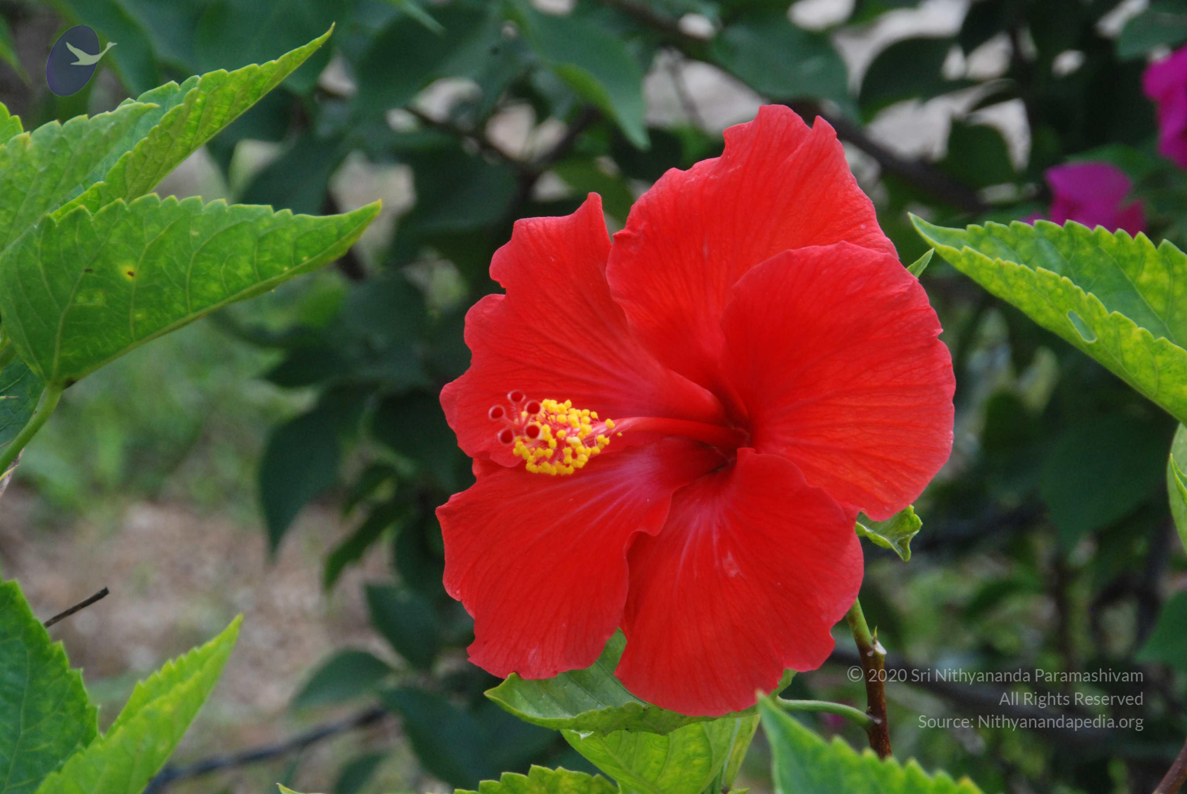 20170720_Photo_1019_DSC_4239_CMP_WM