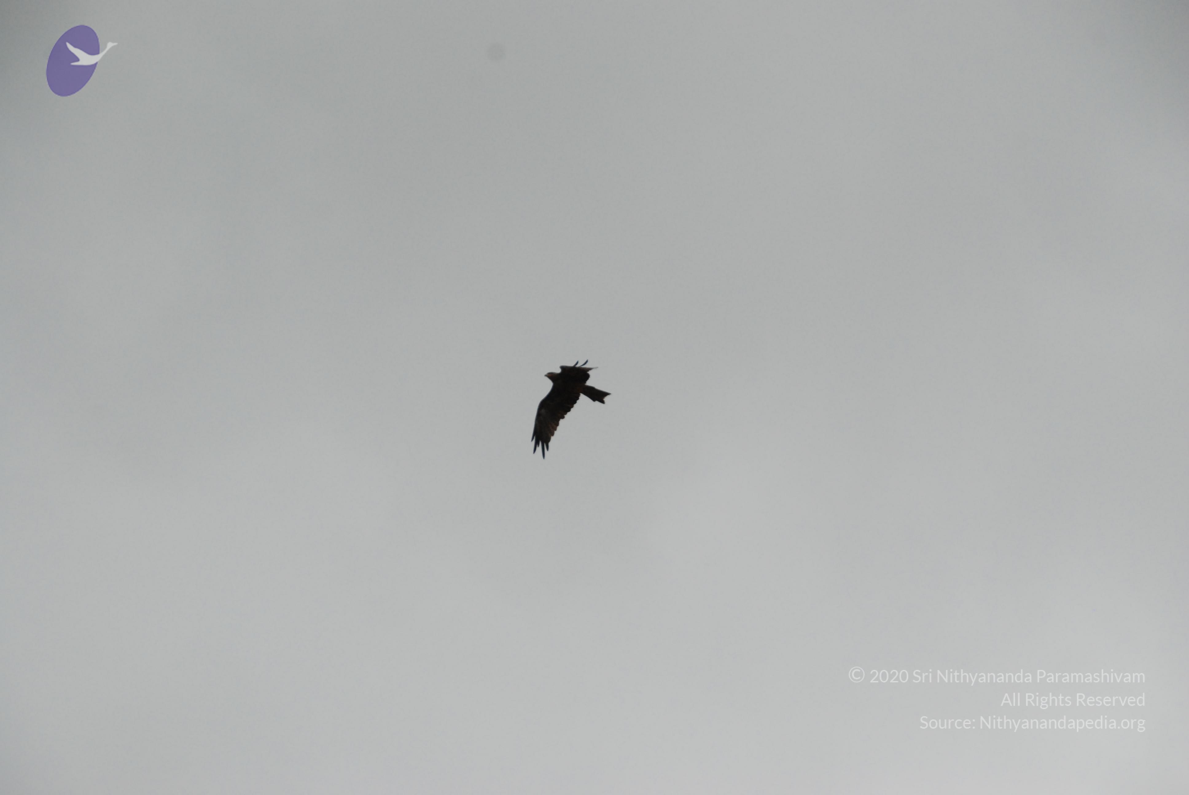 20170720_Photo_1020_DSC_4303_CMP_WM