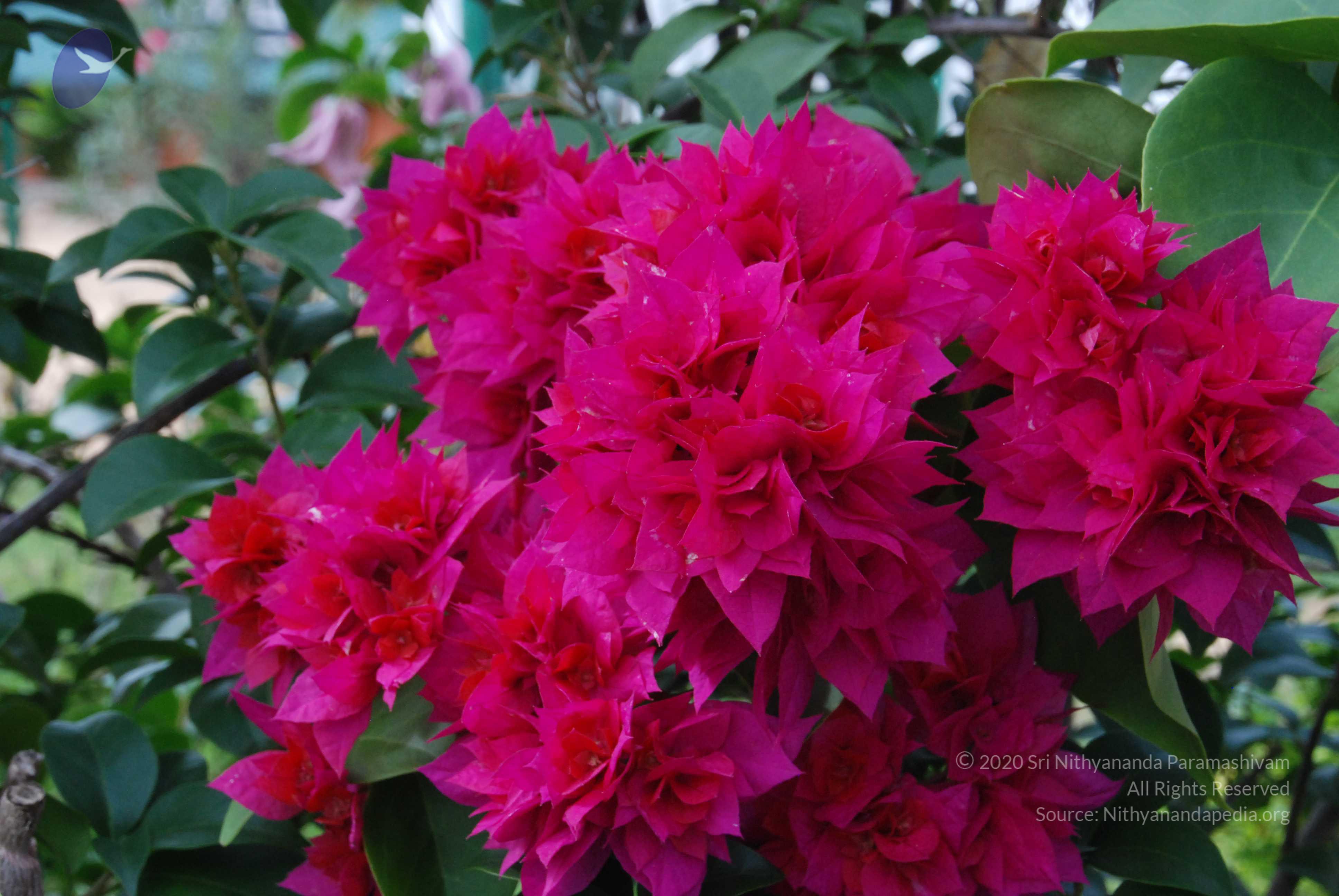 20170720_Photo_1021_DSC_4242_CMP_WM