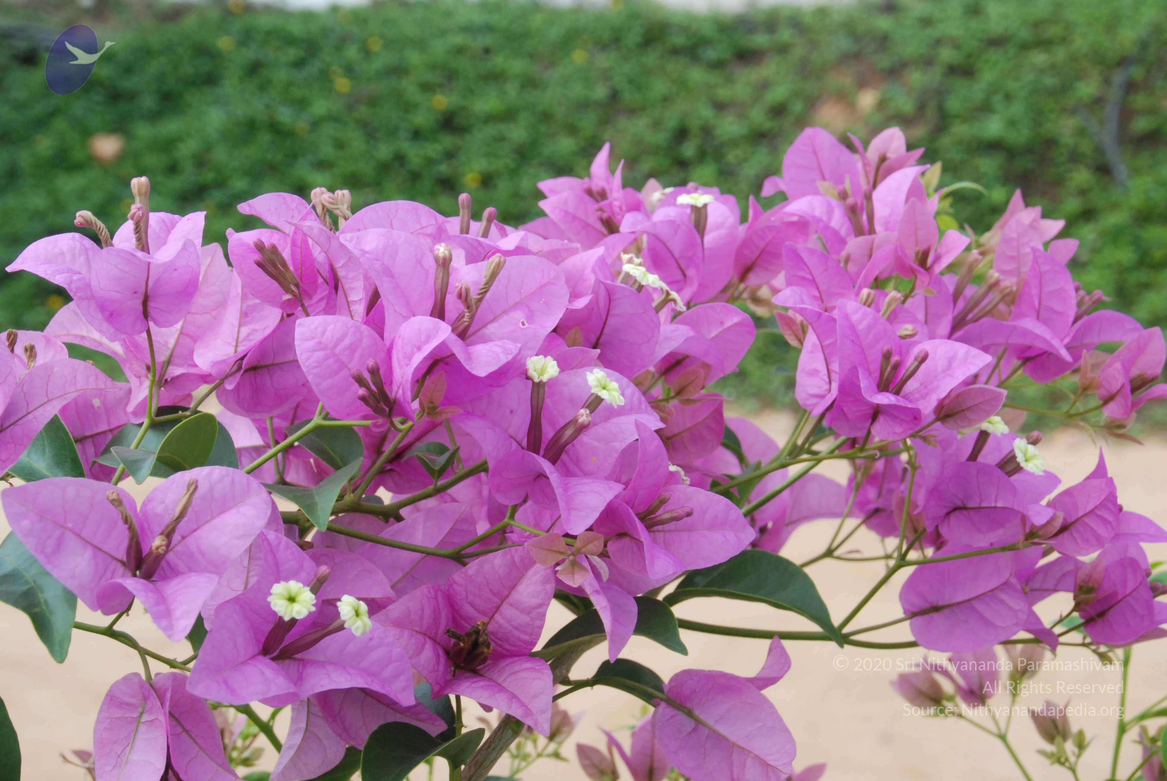 20170720_Photo_1029_DSC_4245_CMP_WM