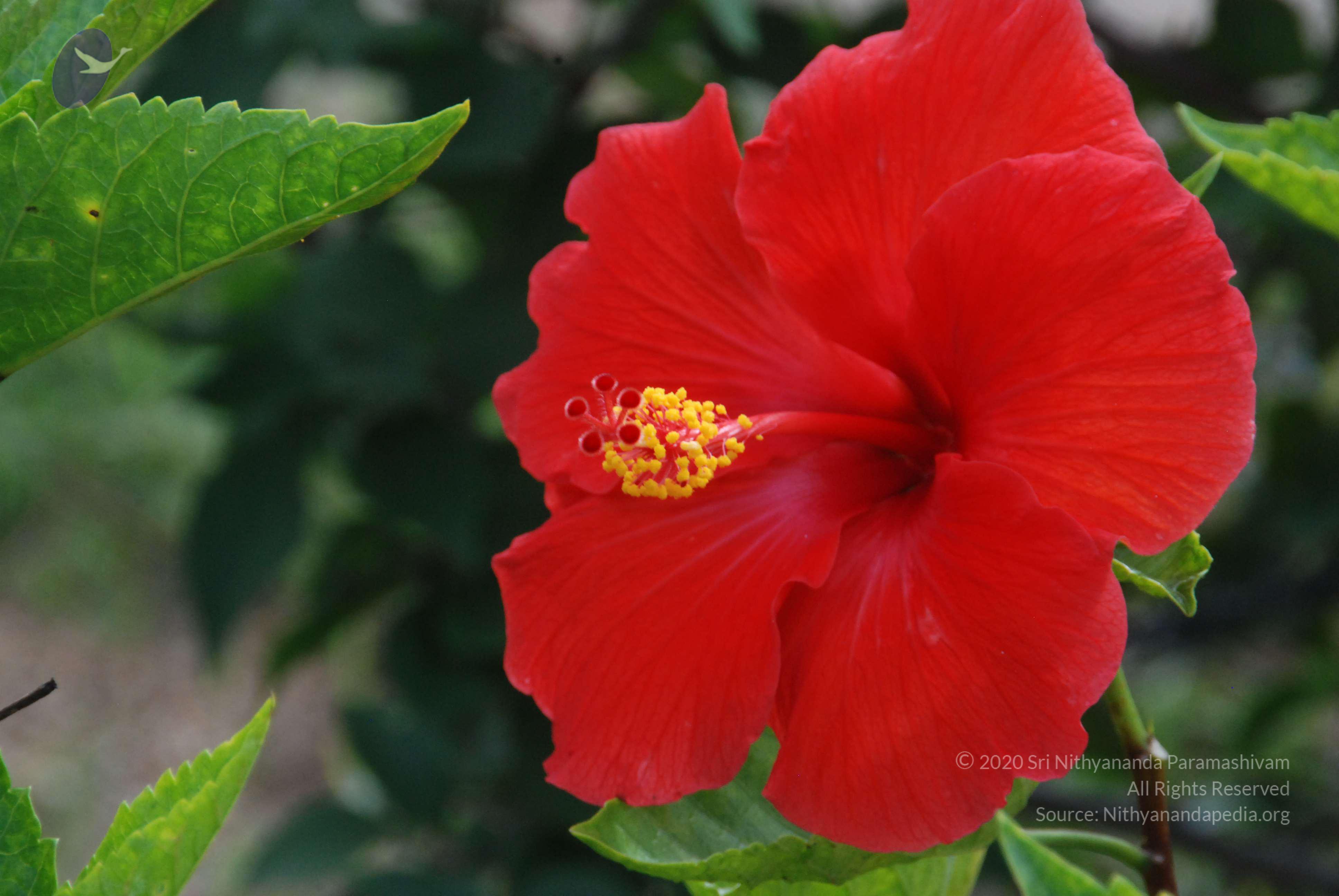 20170720_Photo_1030_DSC_4240_CMP_WM