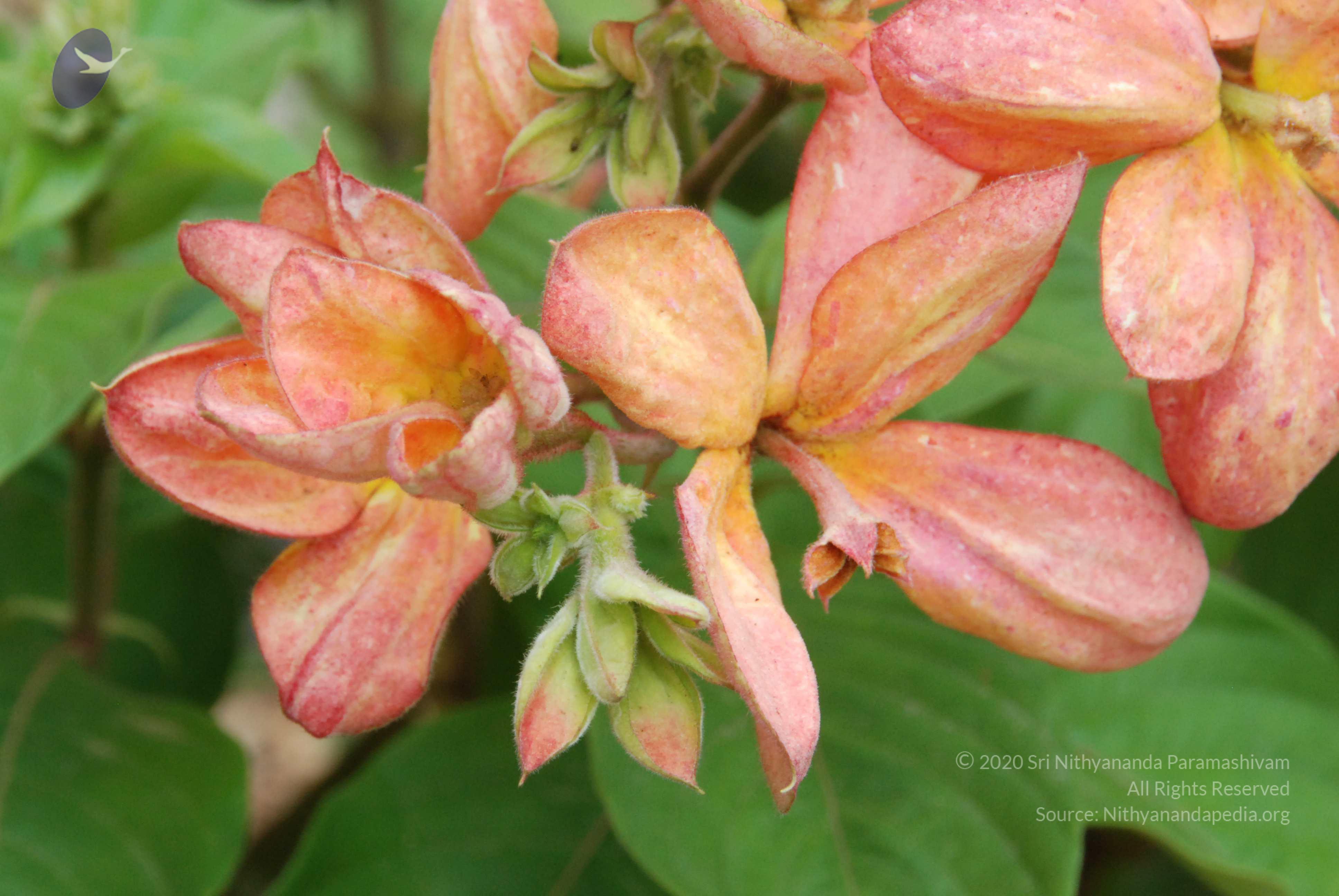 20170720_Photo_1031_DSC_4251_CMP_WM