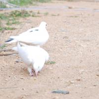 20170720_Photo_1018_DSC_4033_CMP_WM