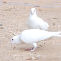 20170720_Photo_1033_DSC_4036_CMP_WM