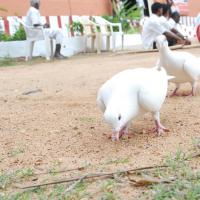 20170720_Photo_1119_DSC_4093_CMP_WM