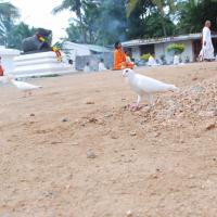 20170720_Photo_1141_DSC_3999_CMP_WM