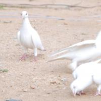 20170720_Photo_1172_DSC_4032_CMP_WM