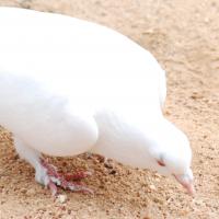 20170720_Photo_1181_DSC_4084_CMP_WM