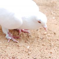 20170720_Photo_1189_DSC_4083_CMP_WM