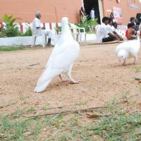 20170720_Photo_1213_DSC_4092_CMP_WM