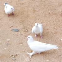 20170720_Photo_1219_DSC_4074_CMP_WM