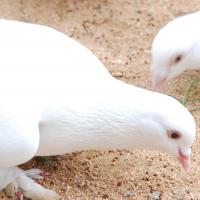 20170720_Photo_1234_DSC_4086_CMP_WM