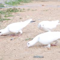 20170720_Photo_1238_DSC_4030_CMP_WM