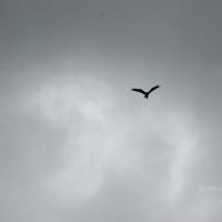 20170720_Photo_1000_DSC_4302_CMP_WM