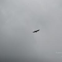 20170720_Photo_1006_DSC_4307_CMP_WM